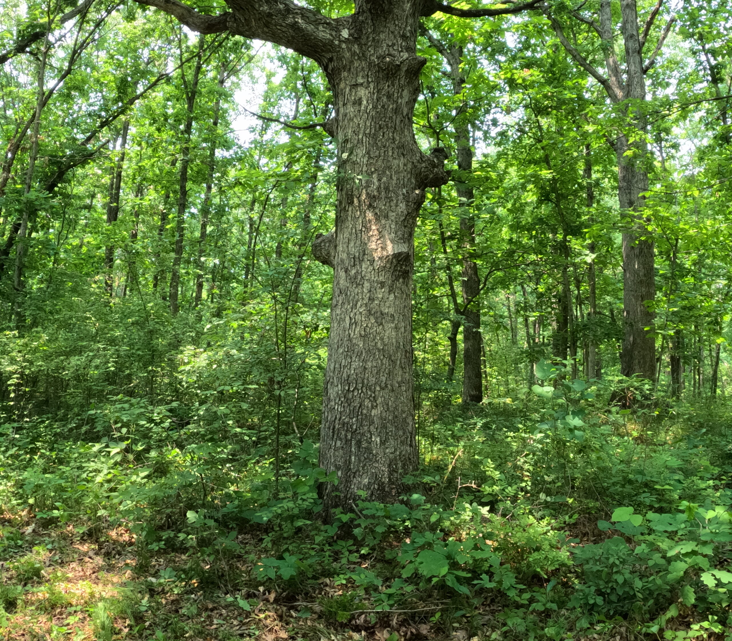 Outstanding Hunting Property in Northwest Knox County, MO