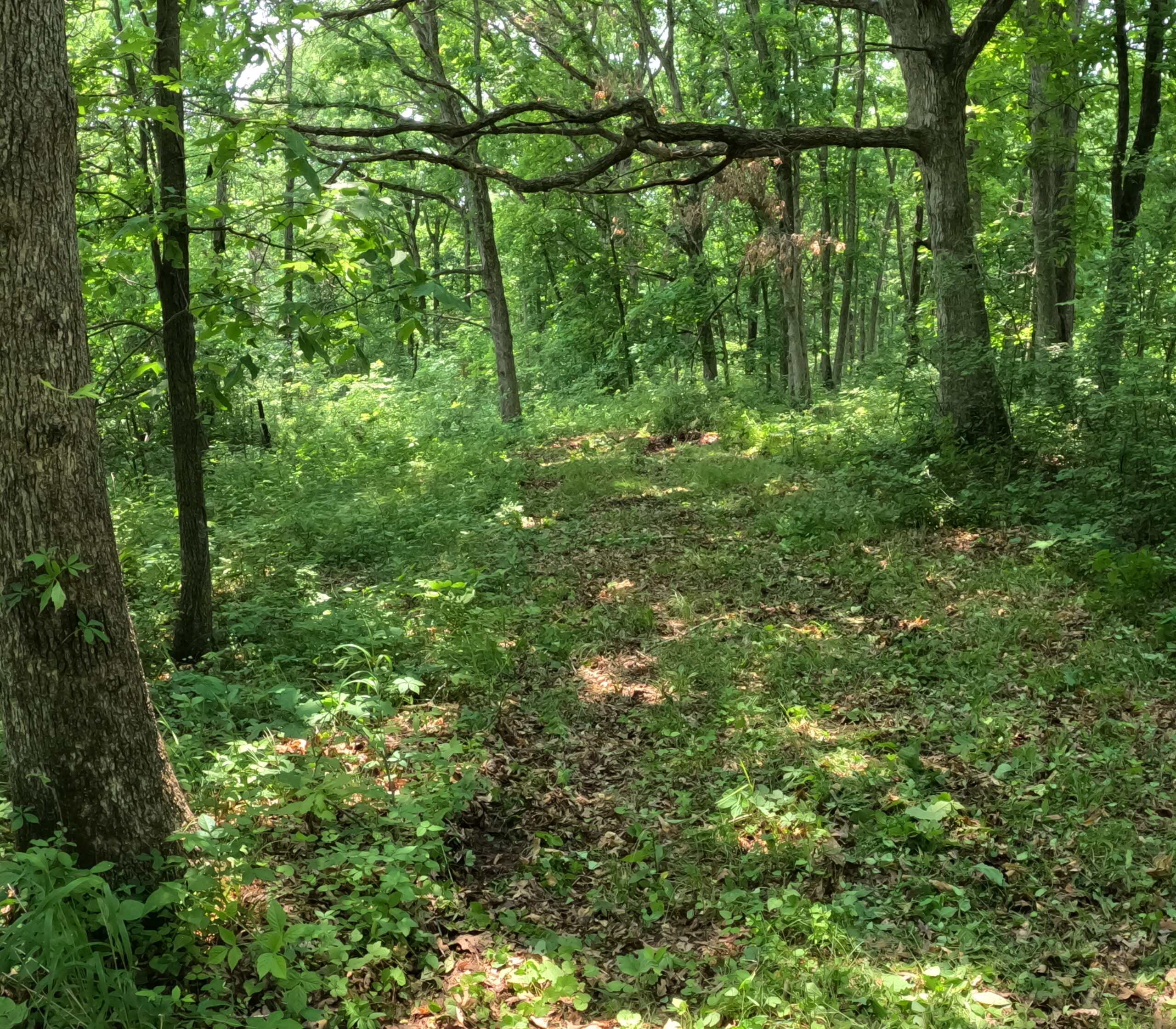 Outstanding Hunting Property in Northwest Knox County, MO