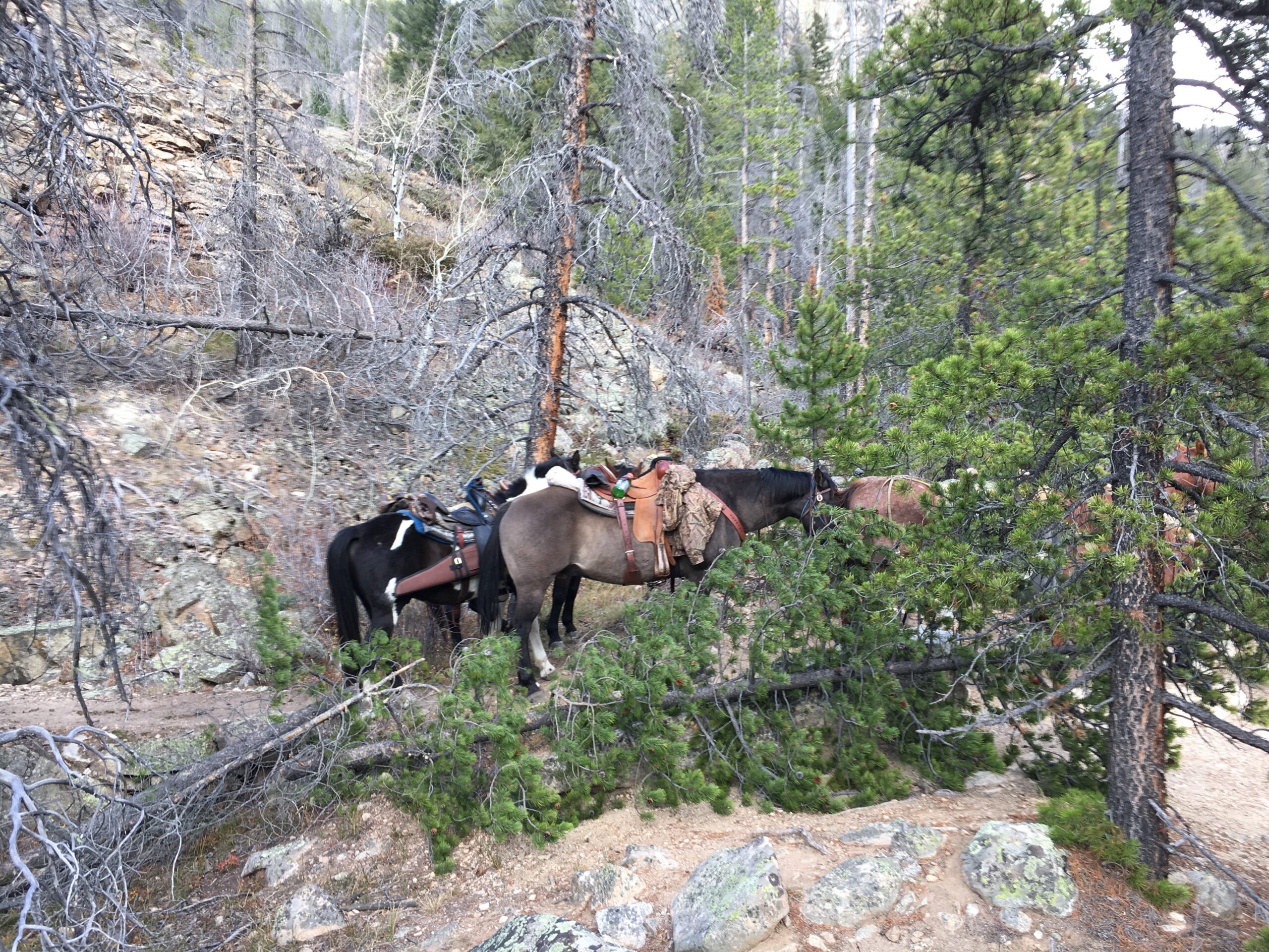 North Colorado Outfitting Business for sale (NO DEEDED PROPERTY)