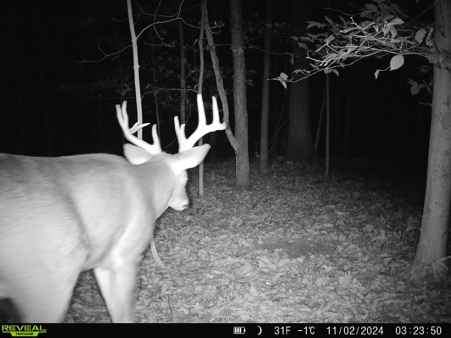 31+ Acre Property Excellent Hunting Habitat Allegan Cty MI
