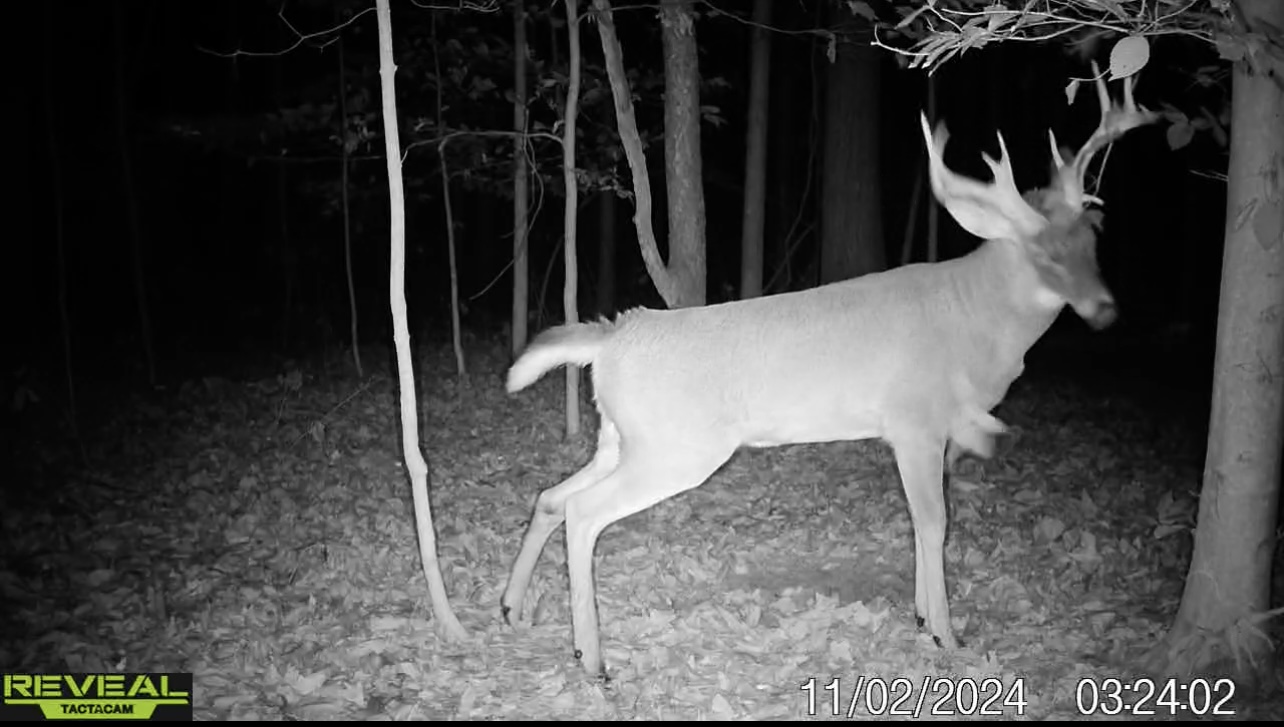 31+ Acre Property Excellent Hunting Habitat Allegan Cty MI