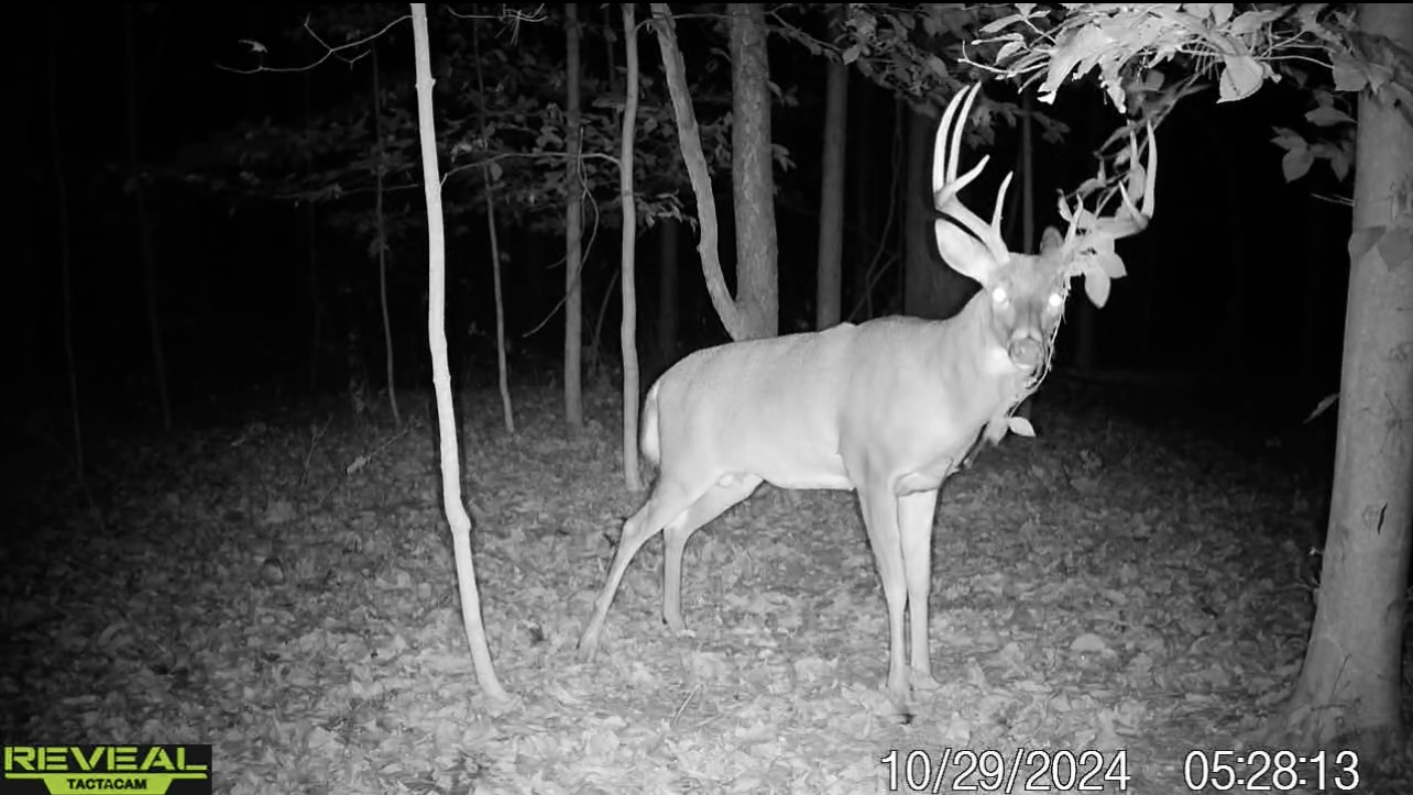31+ Acre Property Excellent Hunting Habitat Allegan Cty MI