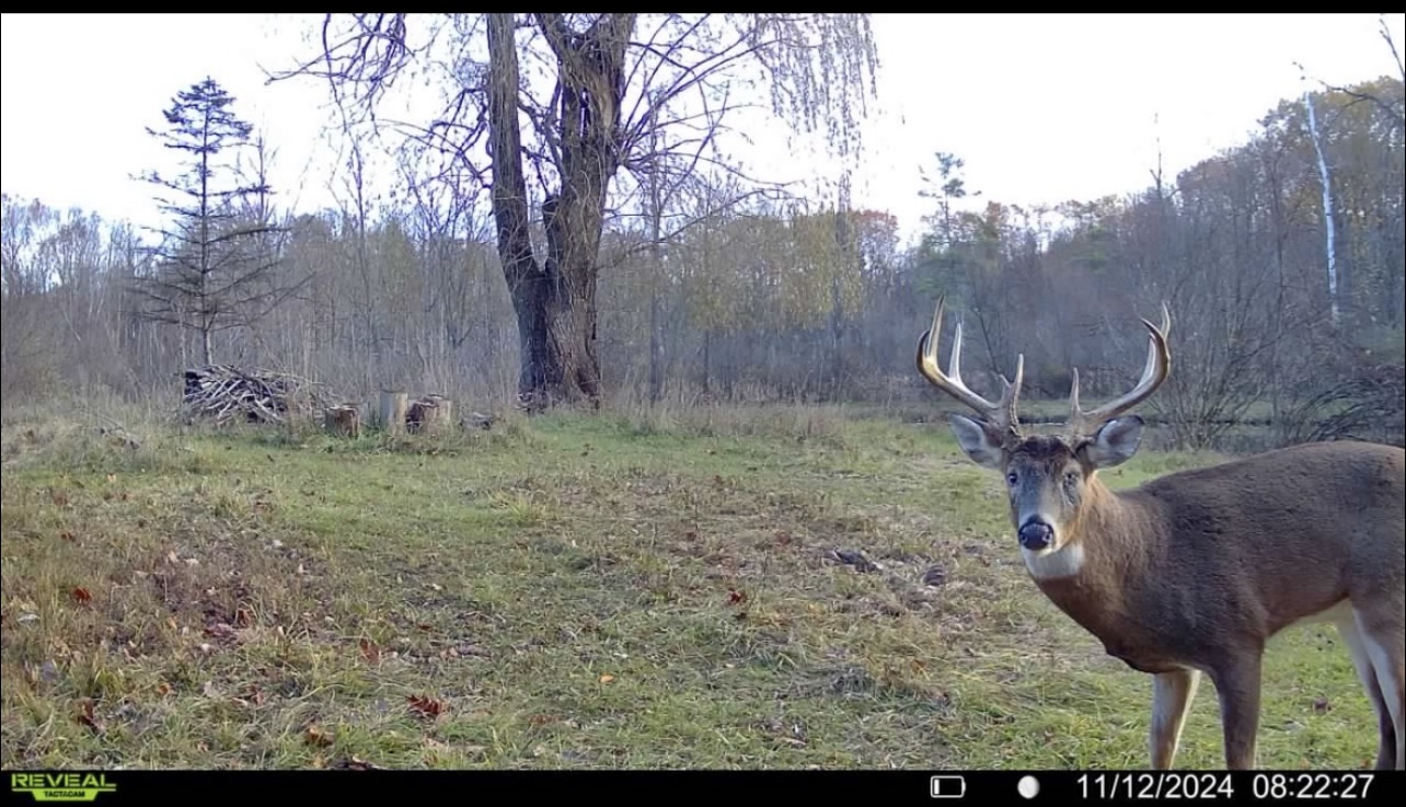 31+ Acre Property Excellent Hunting Habitat Allegan Cty MI
