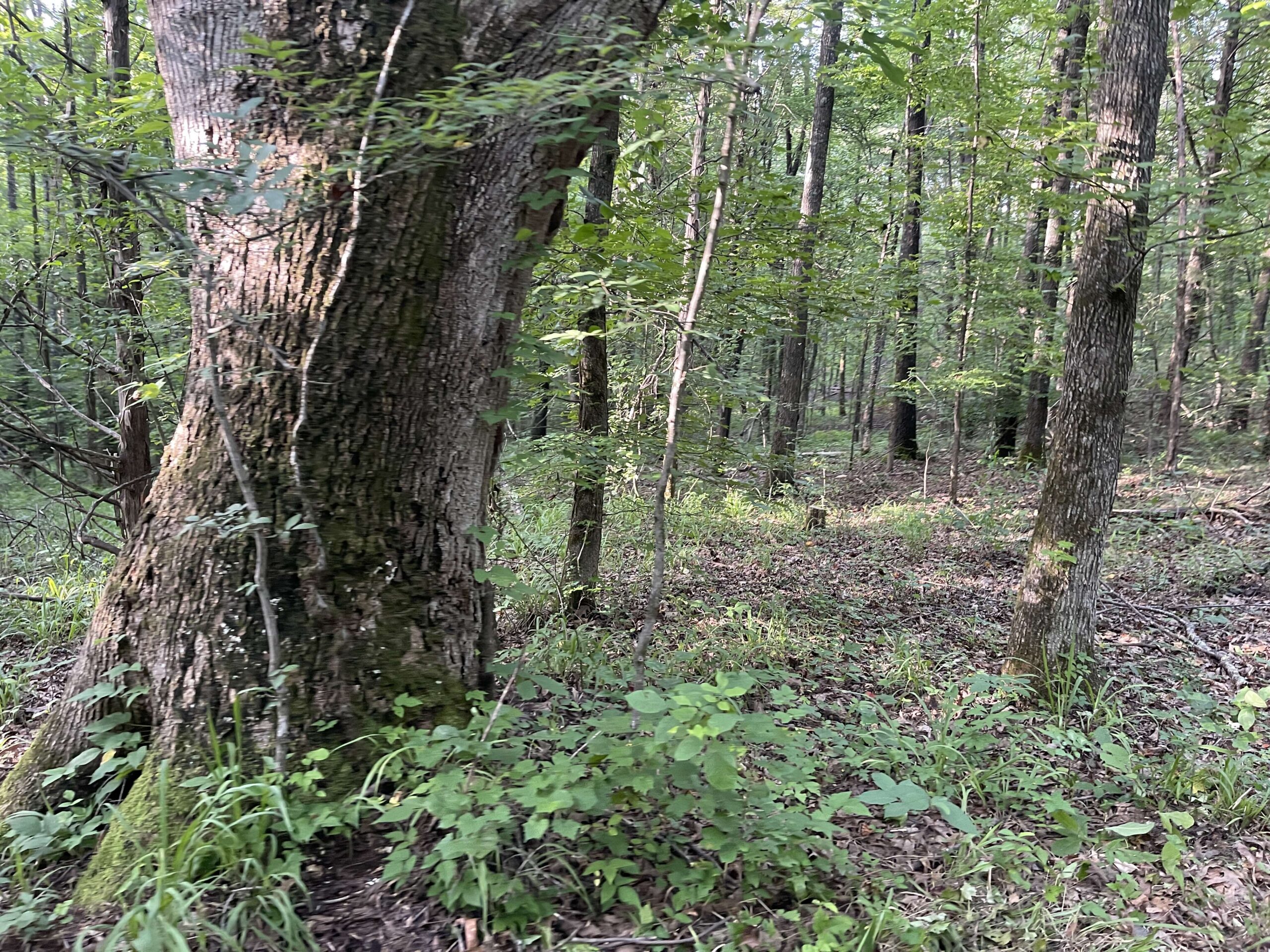 HUNTING LAND WITH SPRING / CREEK IN HARDIN COUNTY, 100 ACRES+/-