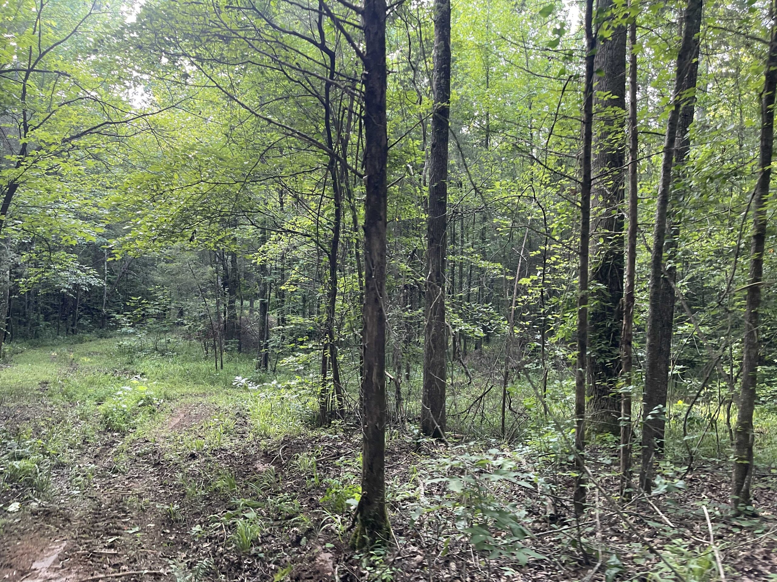 HUNTING LAND WITH SPRING / CREEK IN HARDIN COUNTY, 100 ACRES+/-
