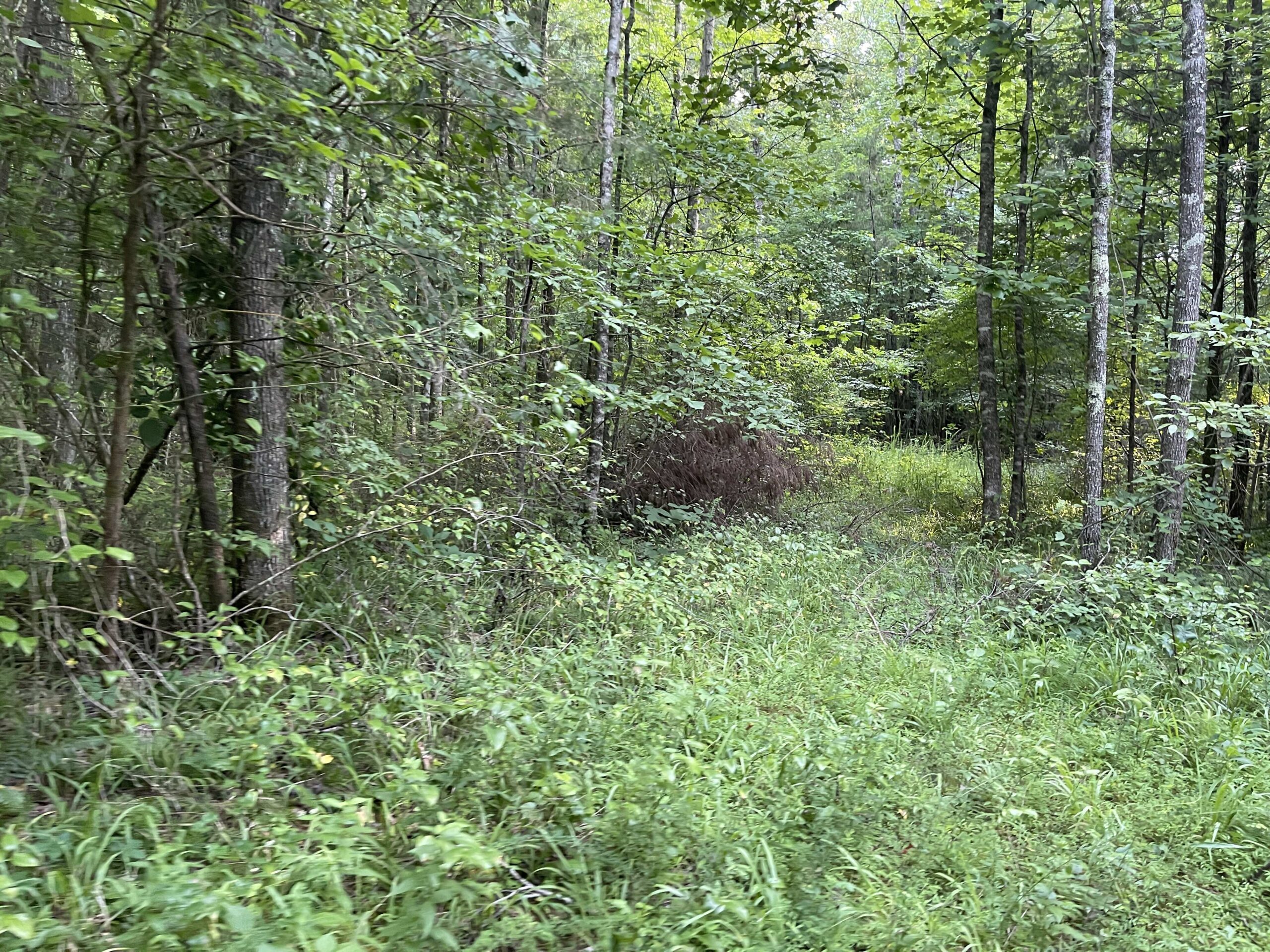 HUNTING LAND WITH SPRING / CREEK IN HARDIN COUNTY, 100 ACRES+/-