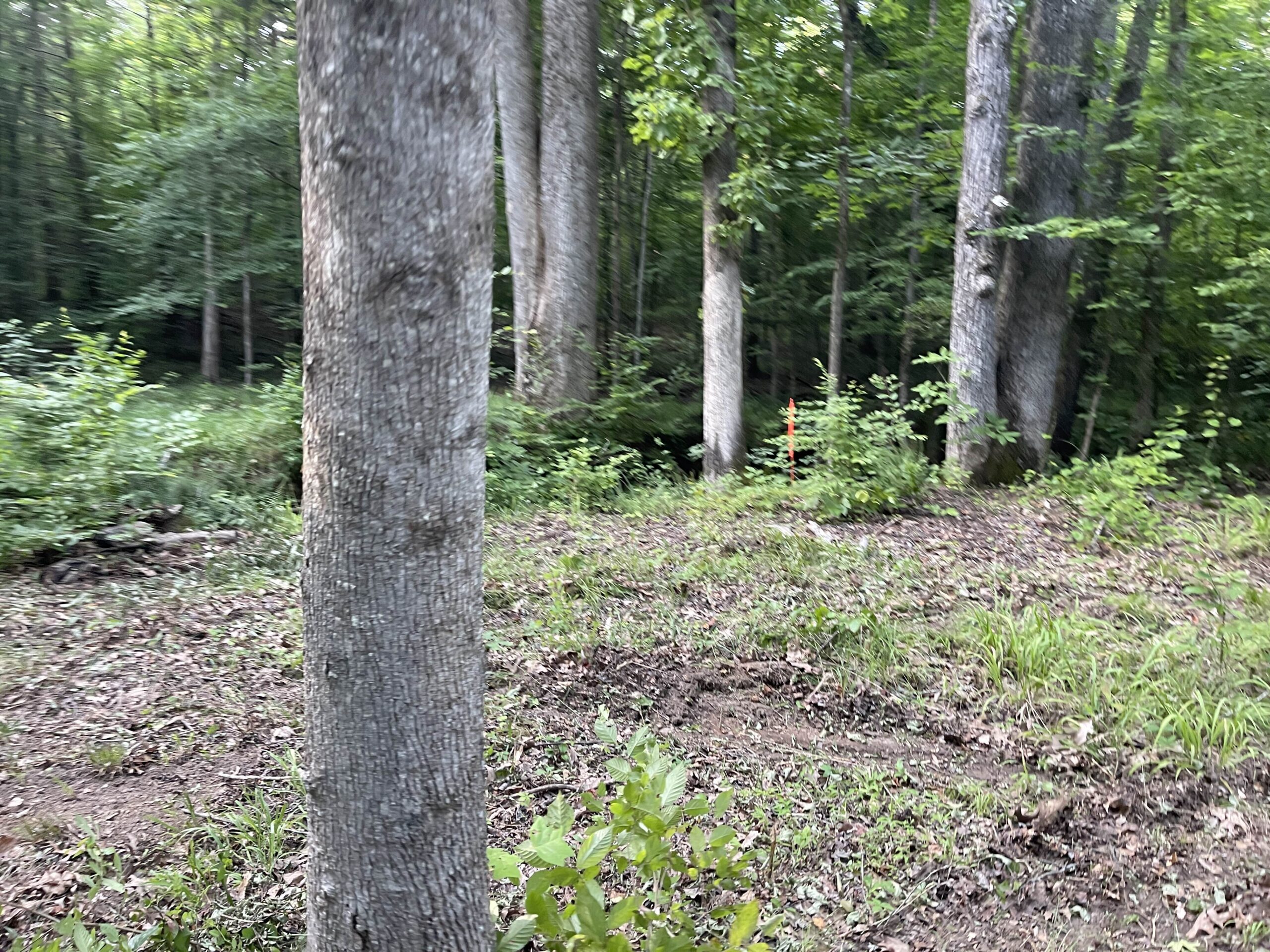 HUNTING LAND WITH SPRING / CREEK IN HARDIN COUNTY, 100 ACRES+/-