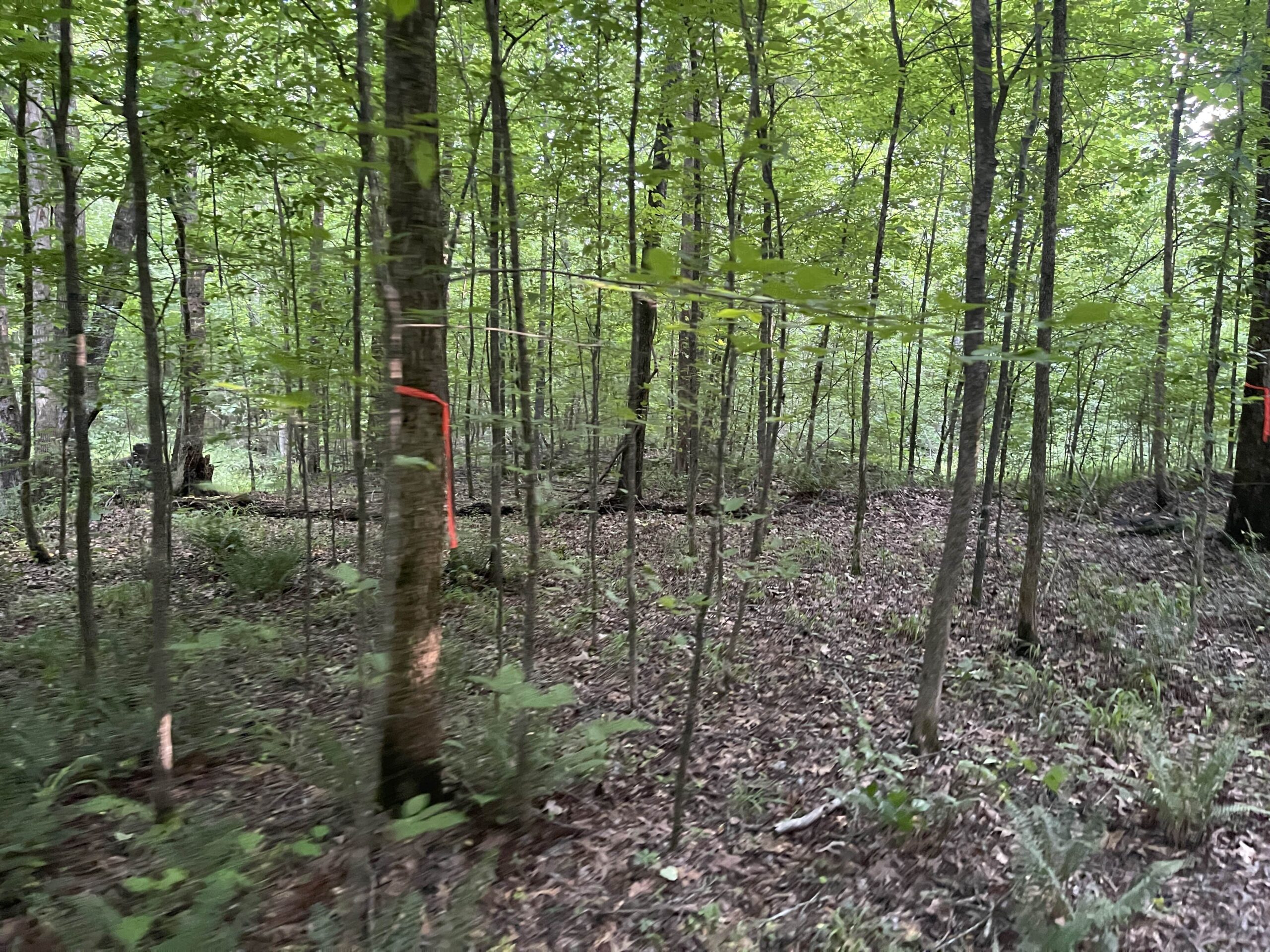 HUNTING LAND WITH SPRING / CREEK IN HARDIN COUNTY, 100 ACRES+/-