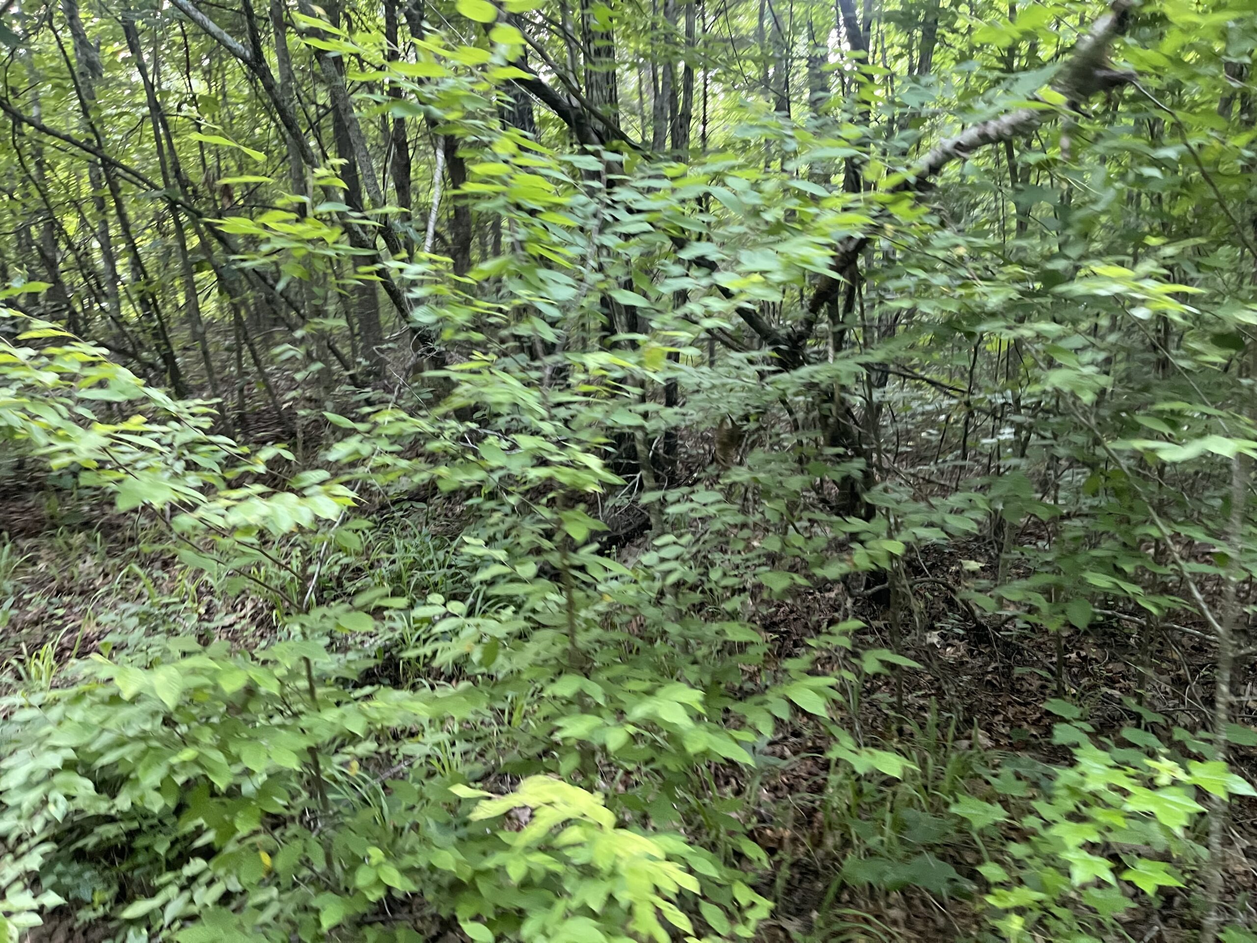 HUNTING LAND WITH SPRING / CREEK IN HARDIN COUNTY, 100 ACRES+/-