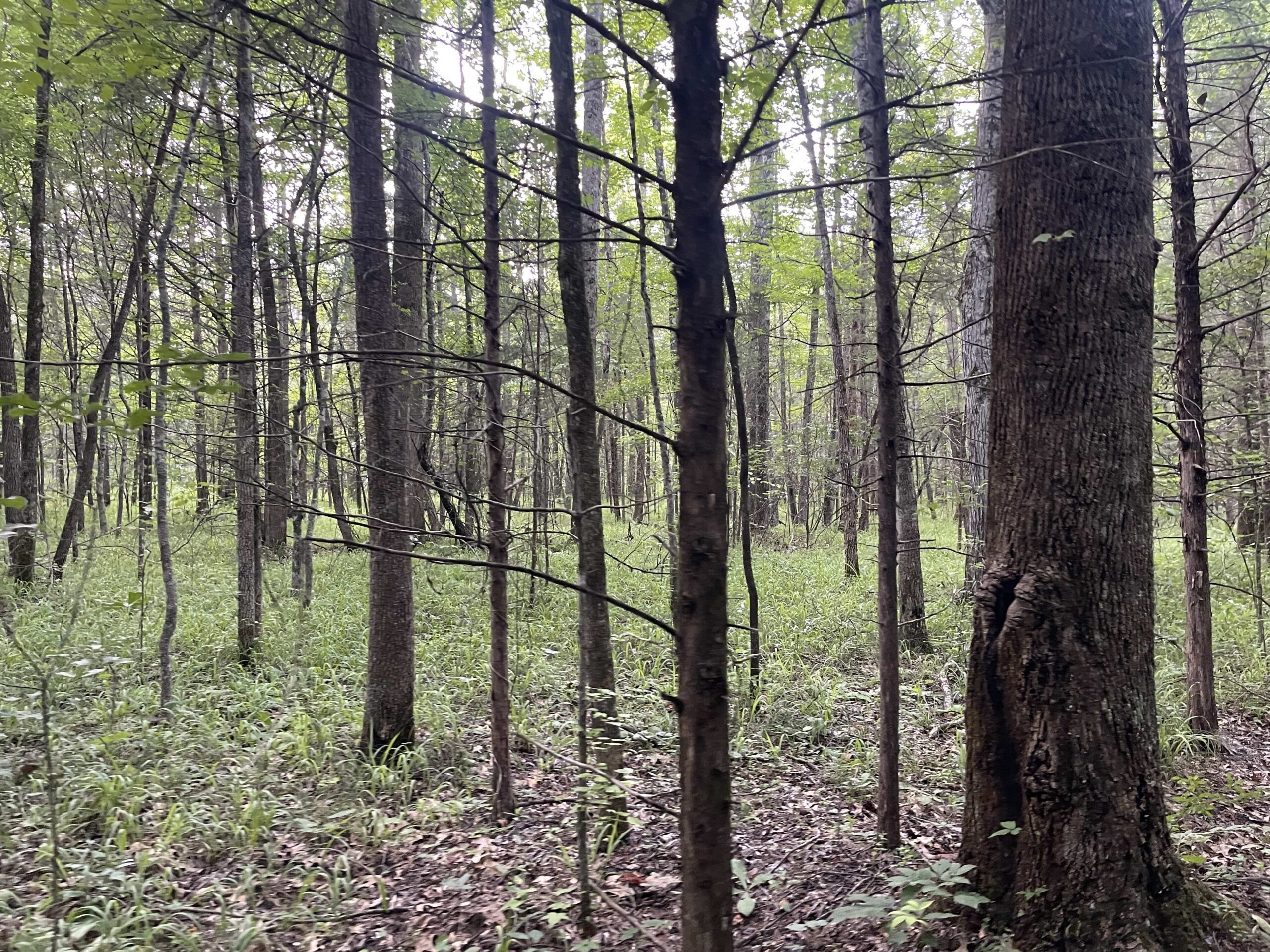 HUNTING LAND WITH SPRING / CREEK IN HARDIN COUNTY, 100 ACRES+/-