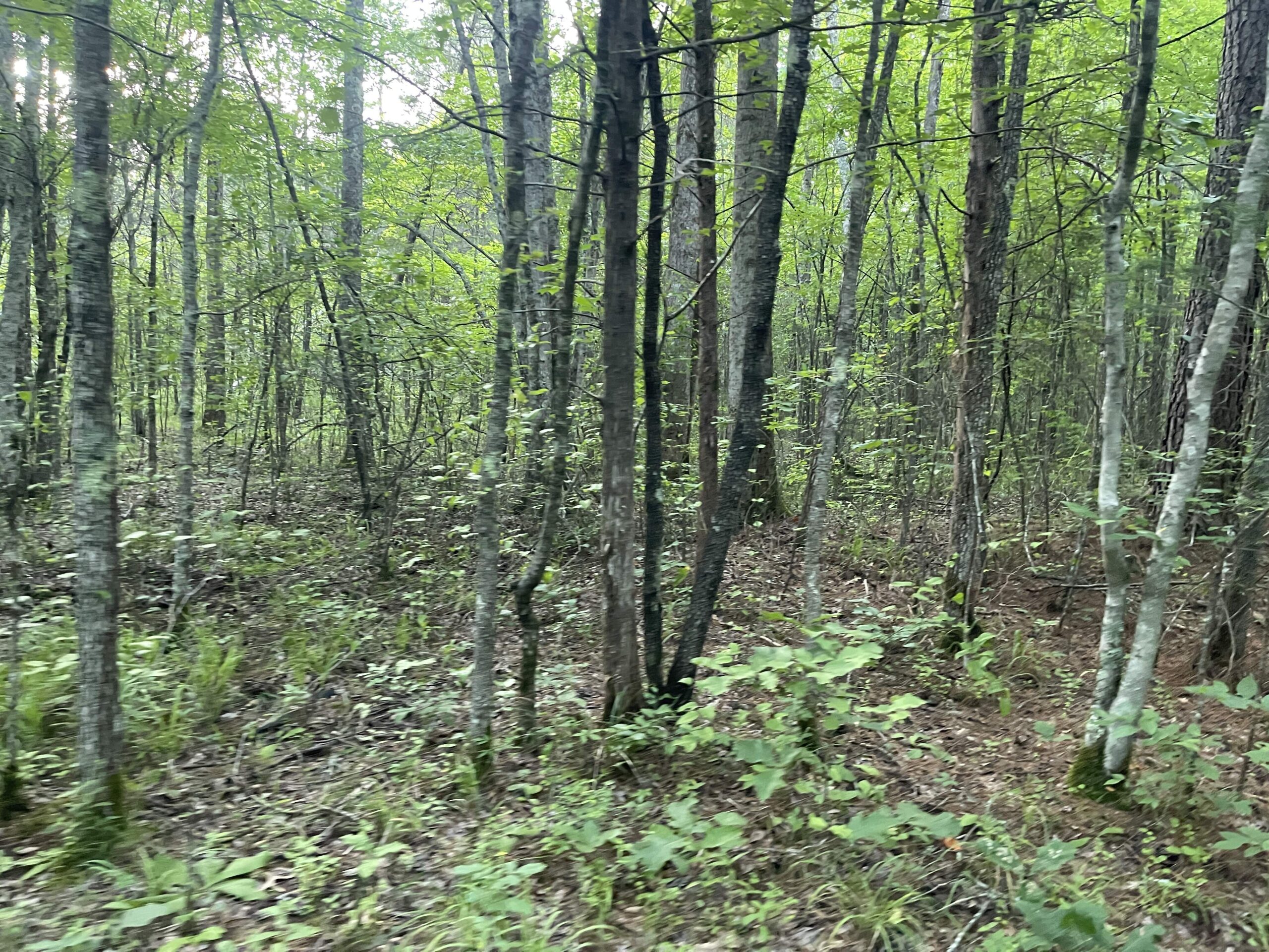 HUNTING LAND WITH SPRING / CREEK IN HARDIN COUNTY, 100 ACRES+/-