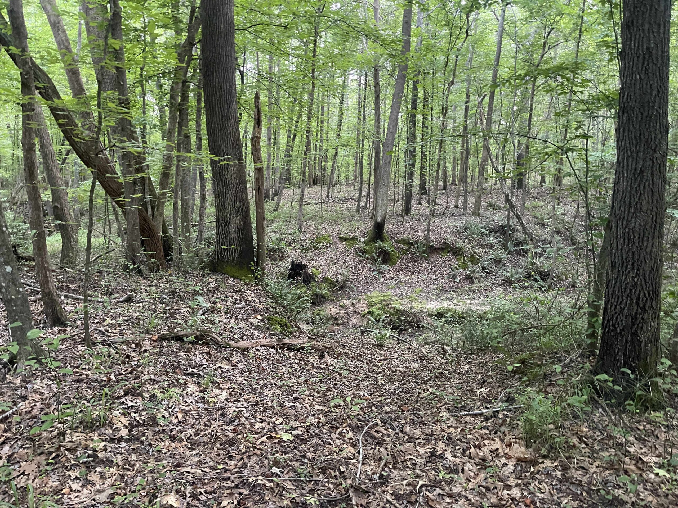 HUNTING LAND WITH SPRING / CREEK IN HARDIN COUNTY, 100 ACRES+/-