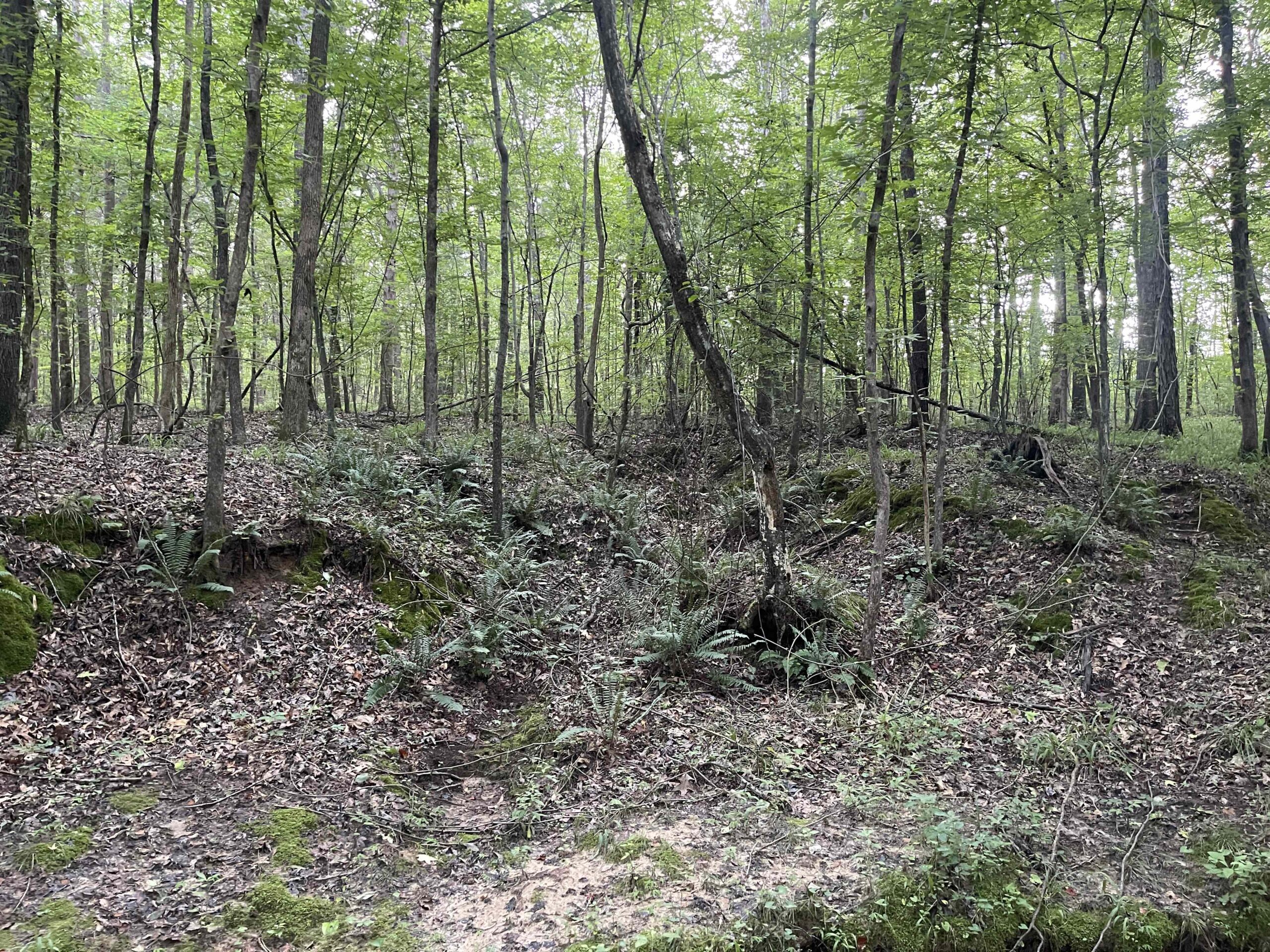 HUNTING LAND WITH SPRING / CREEK IN HARDIN COUNTY, 100 ACRES+/-