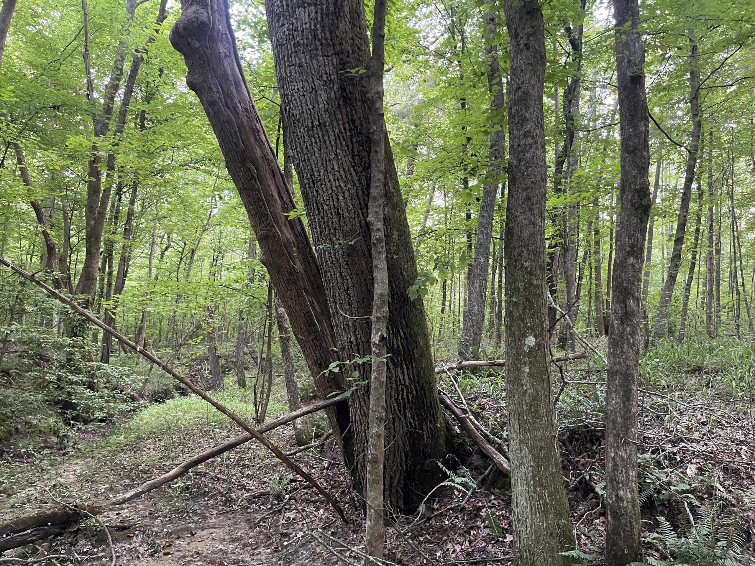 HUNTING LAND WITH SPRING / CREEK IN HARDIN COUNTY, 100 ACRES+/-