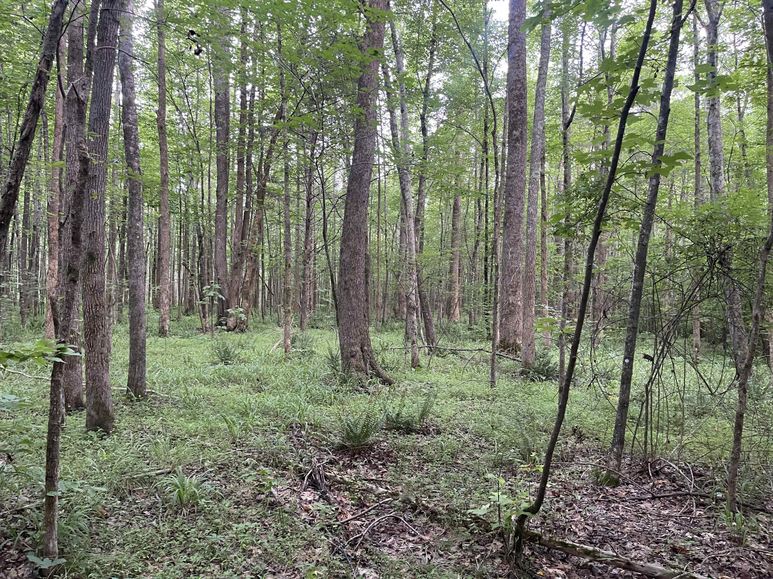 HUNTING LAND WITH SPRING / CREEK IN HARDIN COUNTY, 100 ACRES+/-