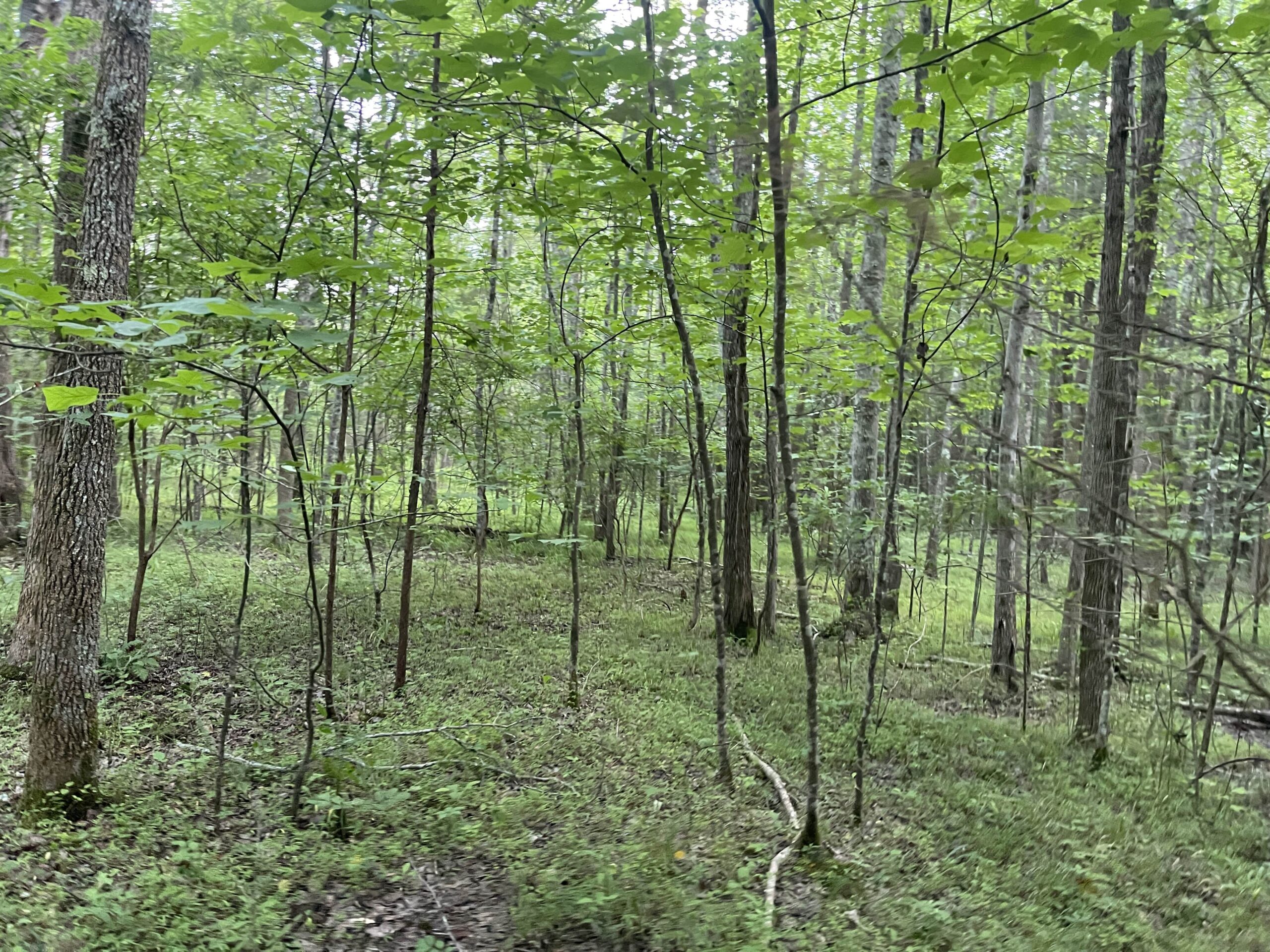 HUNTING LAND WITH SPRING / CREEK IN HARDIN COUNTY, 100 ACRES+/-
