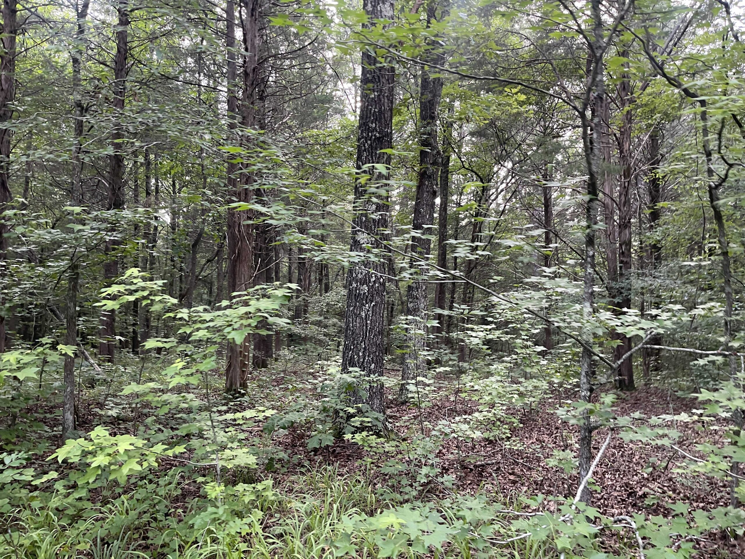 HUNTING LAND WITH SPRING / CREEK IN HARDIN COUNTY, 100 ACRES+/-