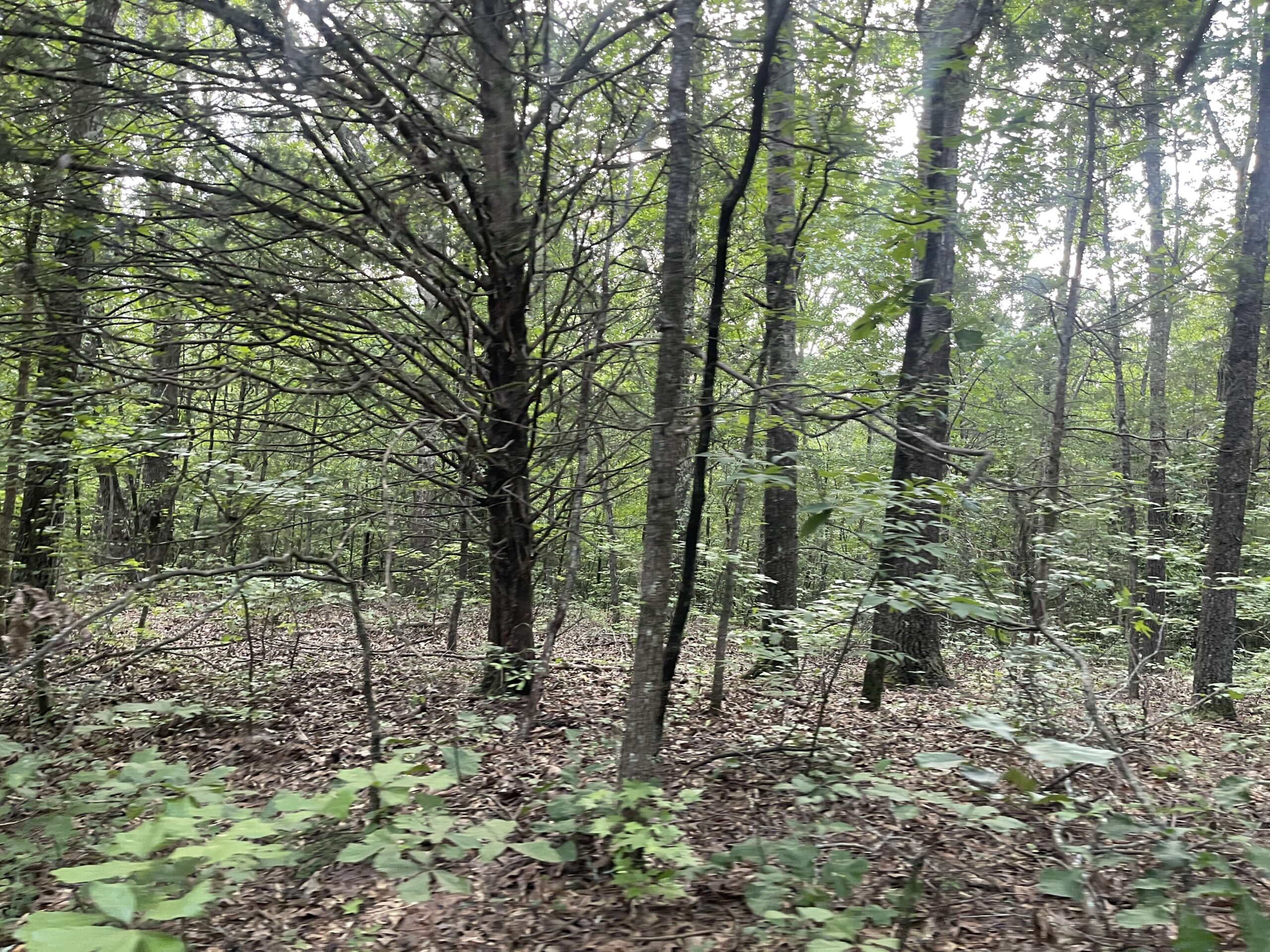 HUNTING LAND WITH SPRING / CREEK IN HARDIN COUNTY, 100 ACRES+/-