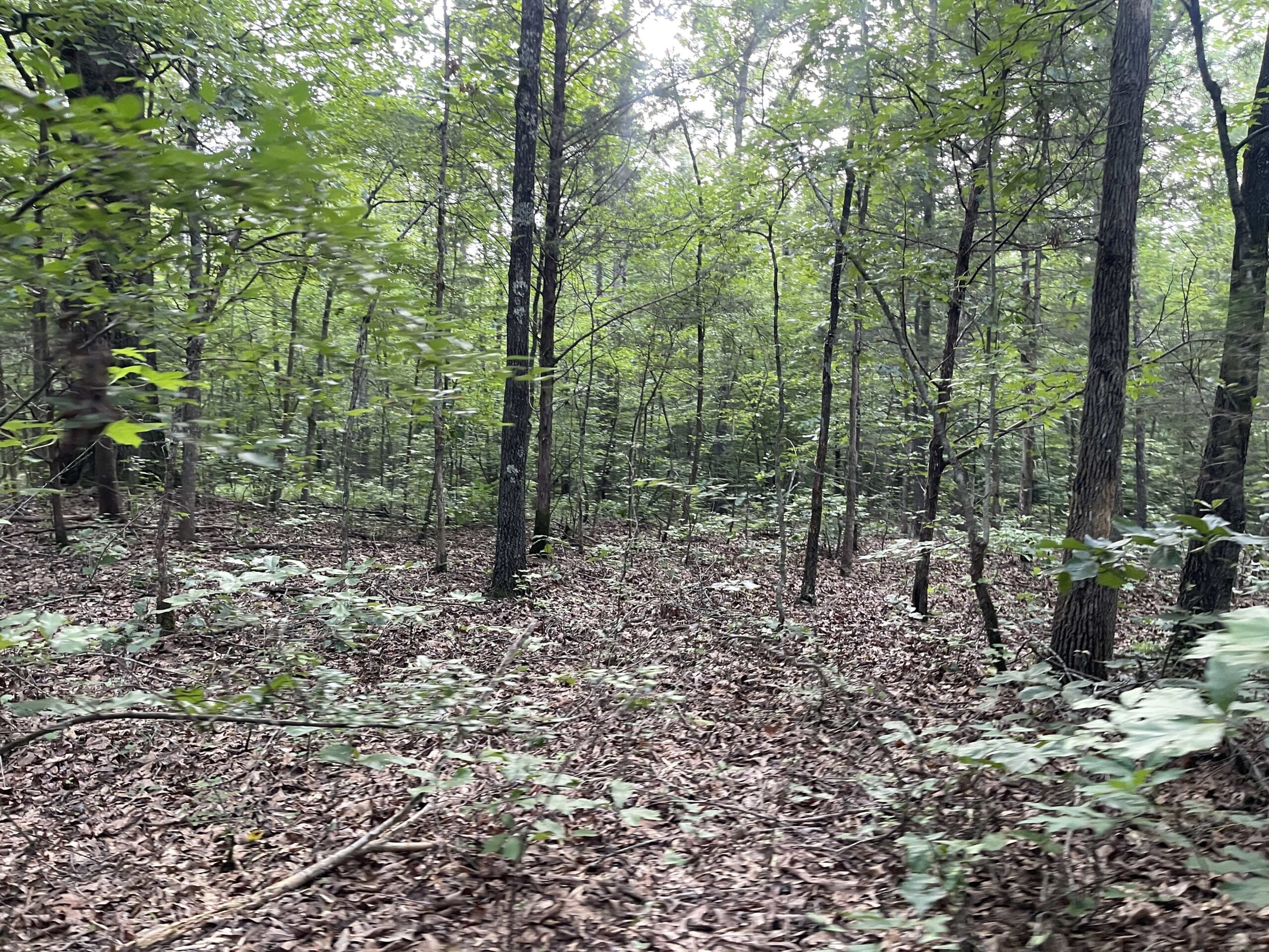 HUNTING LAND WITH SPRING / CREEK IN HARDIN COUNTY, 100 ACRES+/-