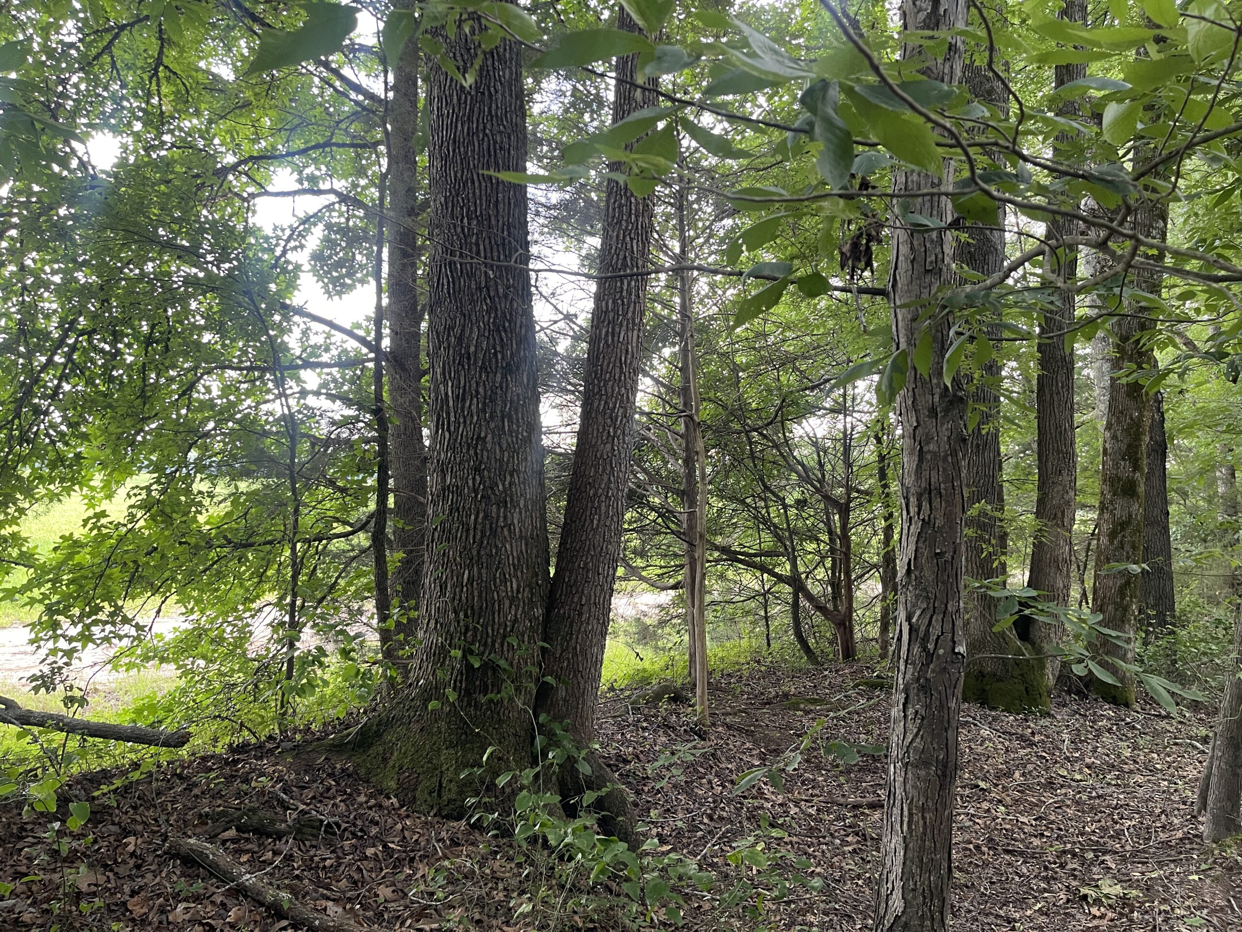 HUNTING LAND WITH SPRING / CREEK IN HARDIN COUNTY, 100 ACRES+/-