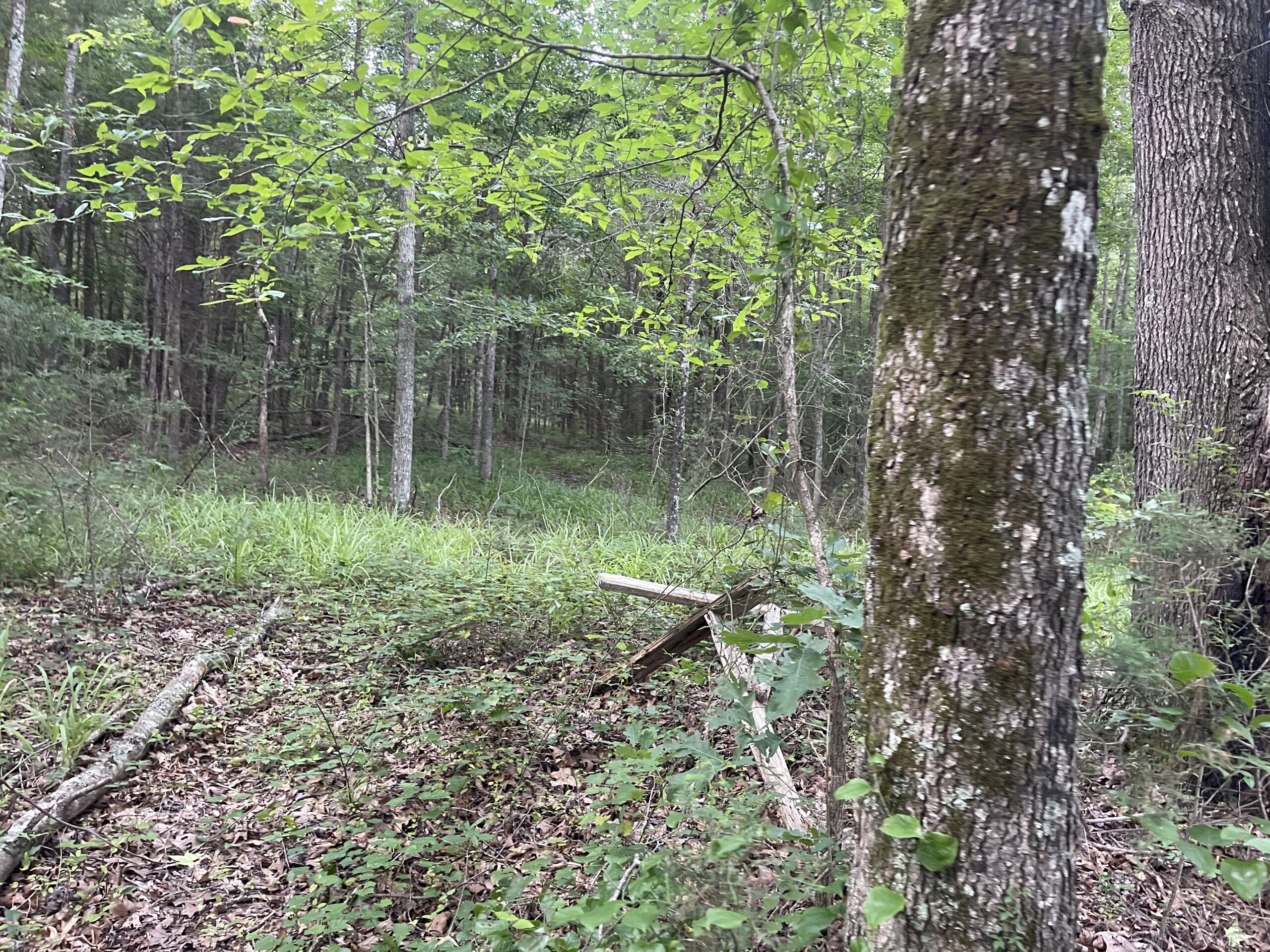 HUNTING LAND WITH SPRING / CREEK IN HARDIN COUNTY, 100 ACRES+/-