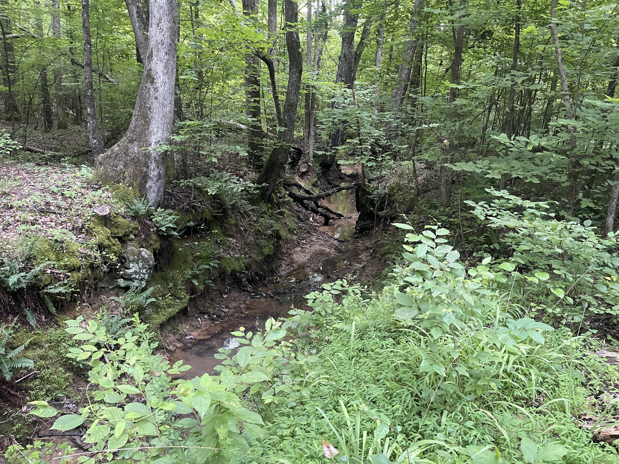 HUNTING LAND WITH SPRING / CREEK IN HARDIN COUNTY, 100 ACRES+/-