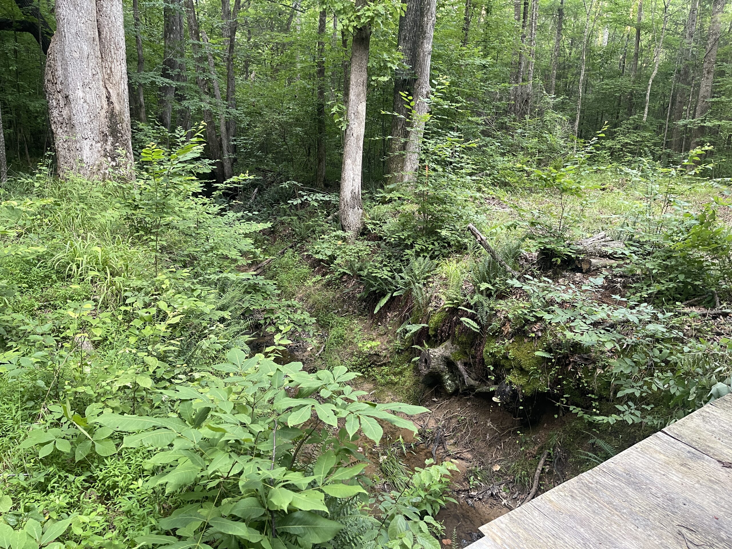 HUNTING LAND WITH SPRING / CREEK IN HARDIN COUNTY, 100 ACRES+/-