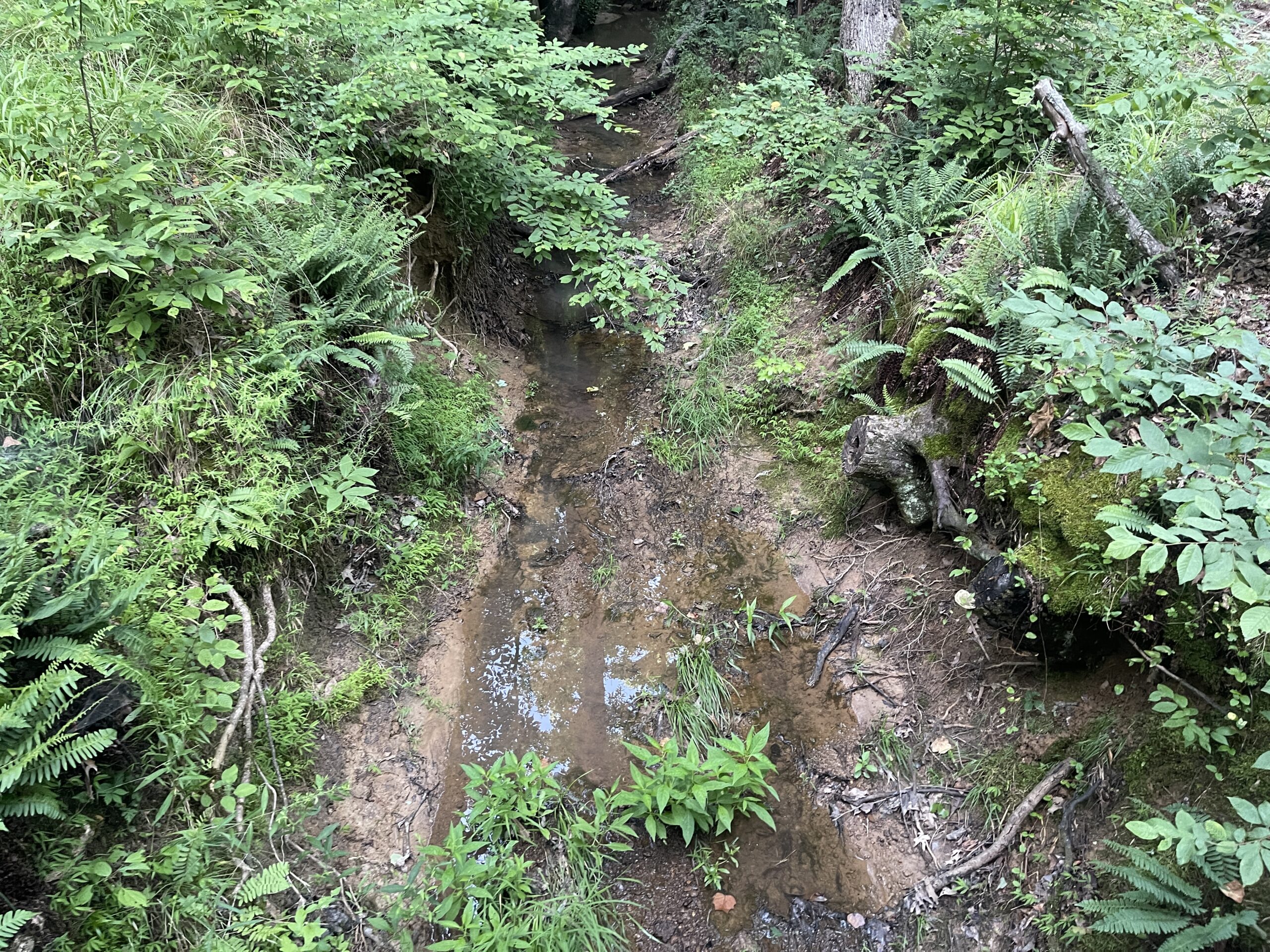 HUNTING LAND WITH SPRING / CREEK IN HARDIN COUNTY, 100 ACRES+/-