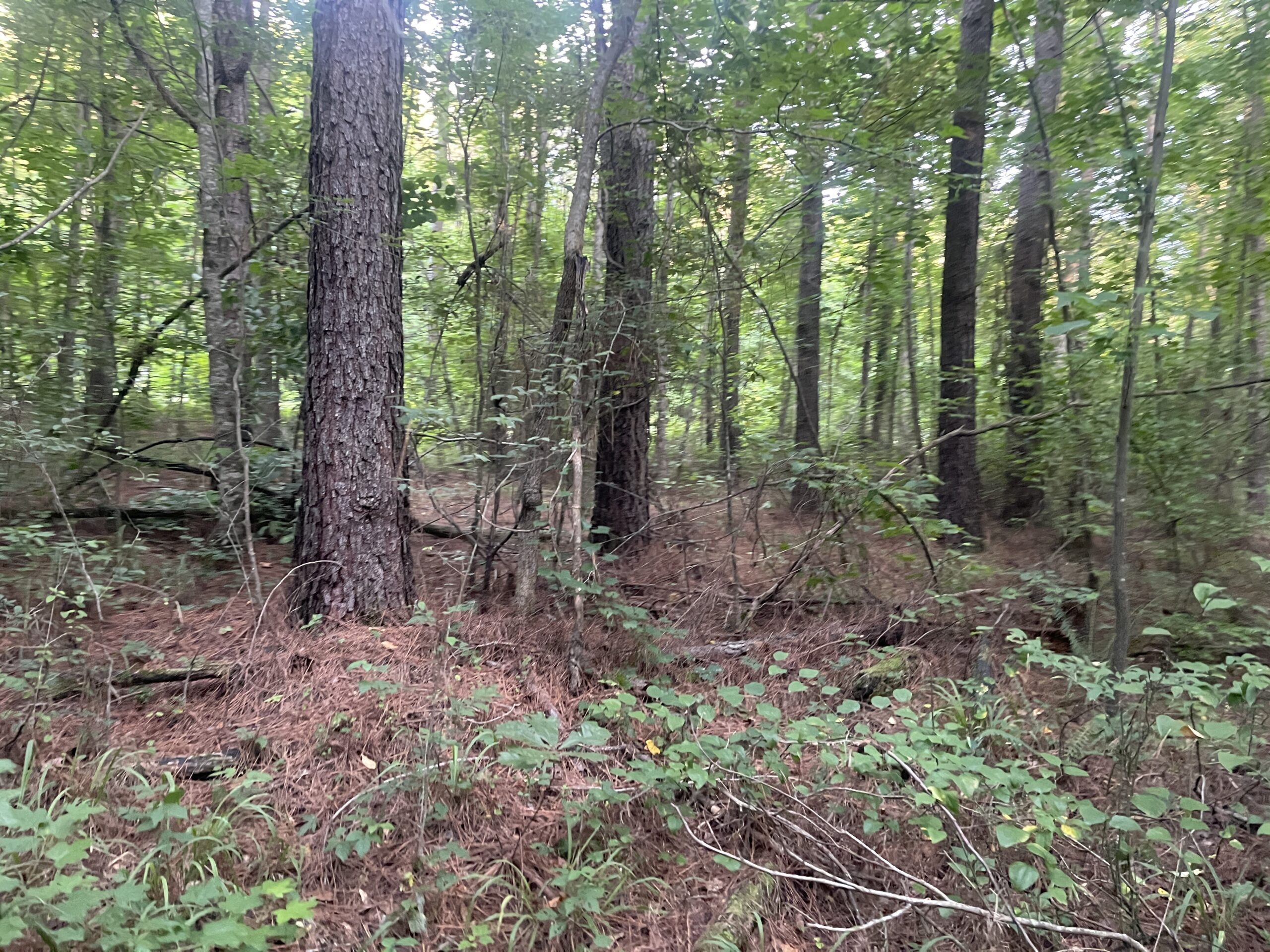 HUNTING LAND WITH SPRING / CREEK IN HARDIN COUNTY, 100 ACRES+/-