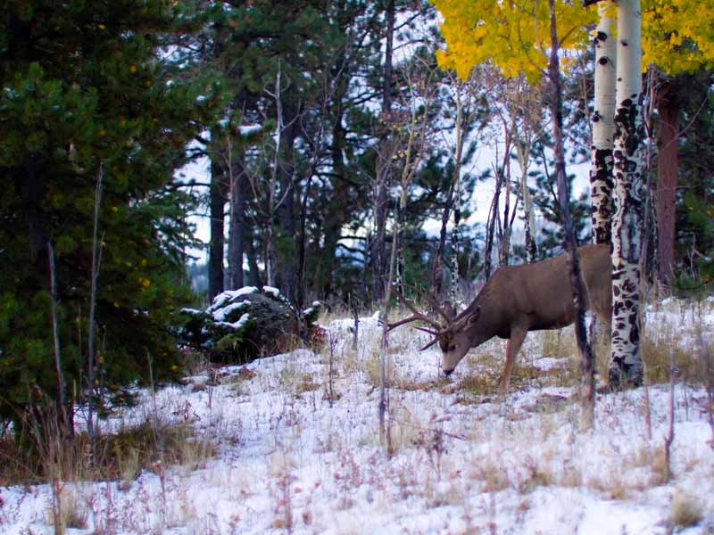North Colorado Outfitting Business for sale (NO DEEDED PROPERTY)