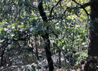 Secluded Hunting/Recreational Property Latimer County OK