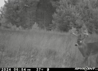 49.85 Acres Great Diversity for a Homestead or Hunting Camp