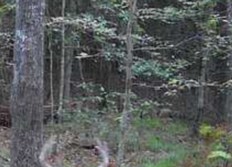 182+ Acres of Whitetail Paradise in Jefferson, TX