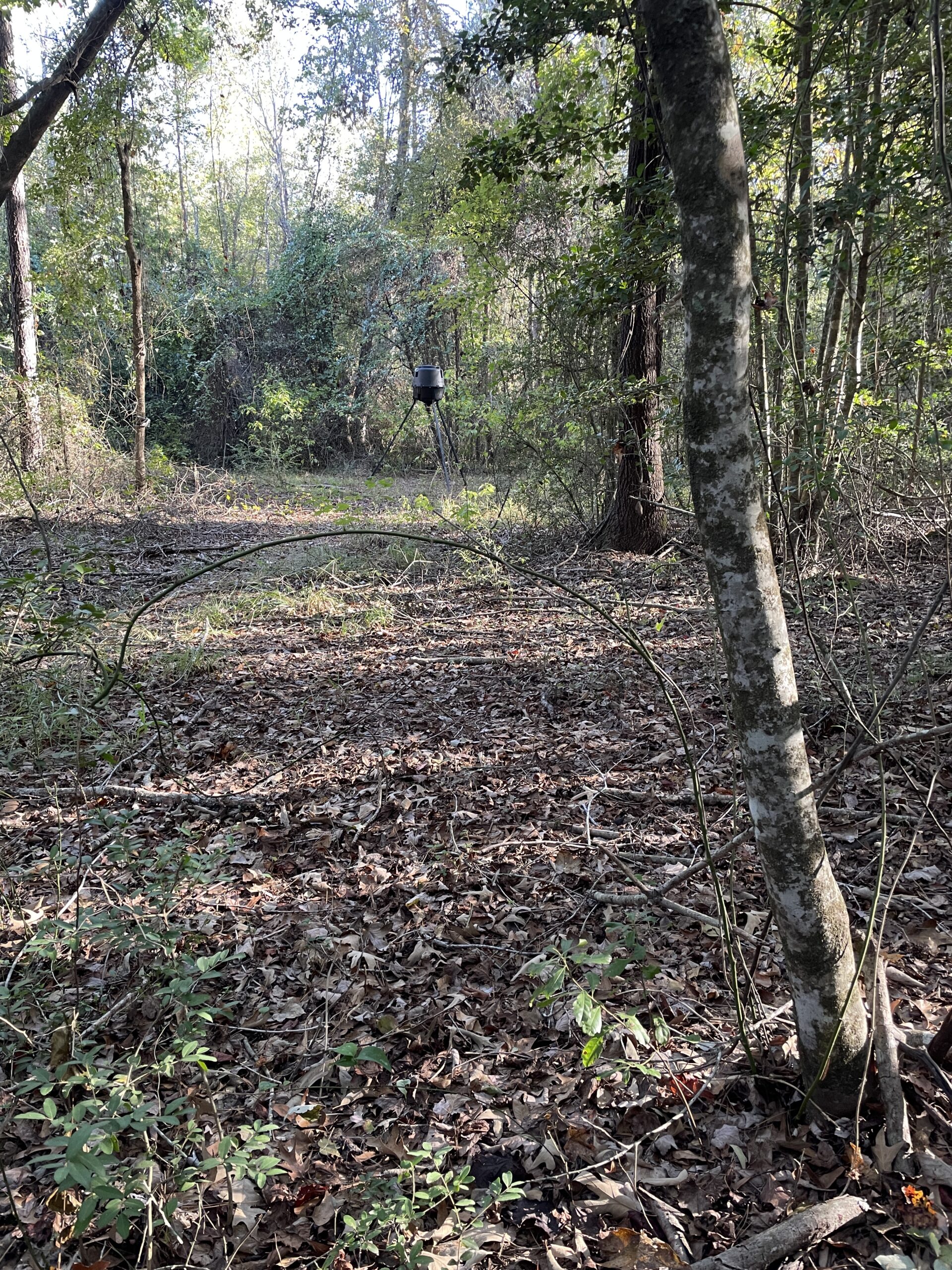 182+ Acres of Whitetail Paradise in Jefferson, TX