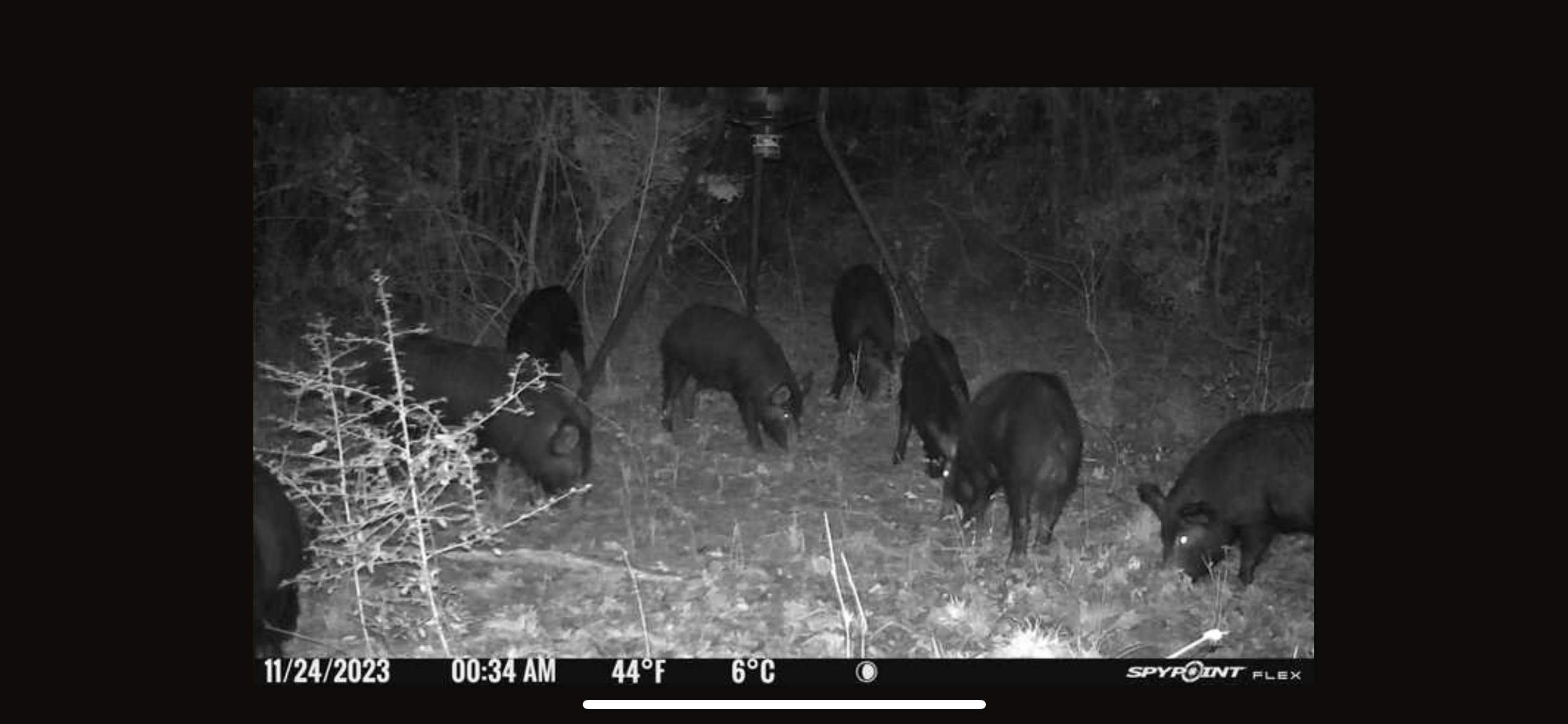 182+ Acres of Whitetail Paradise in Jefferson, TX