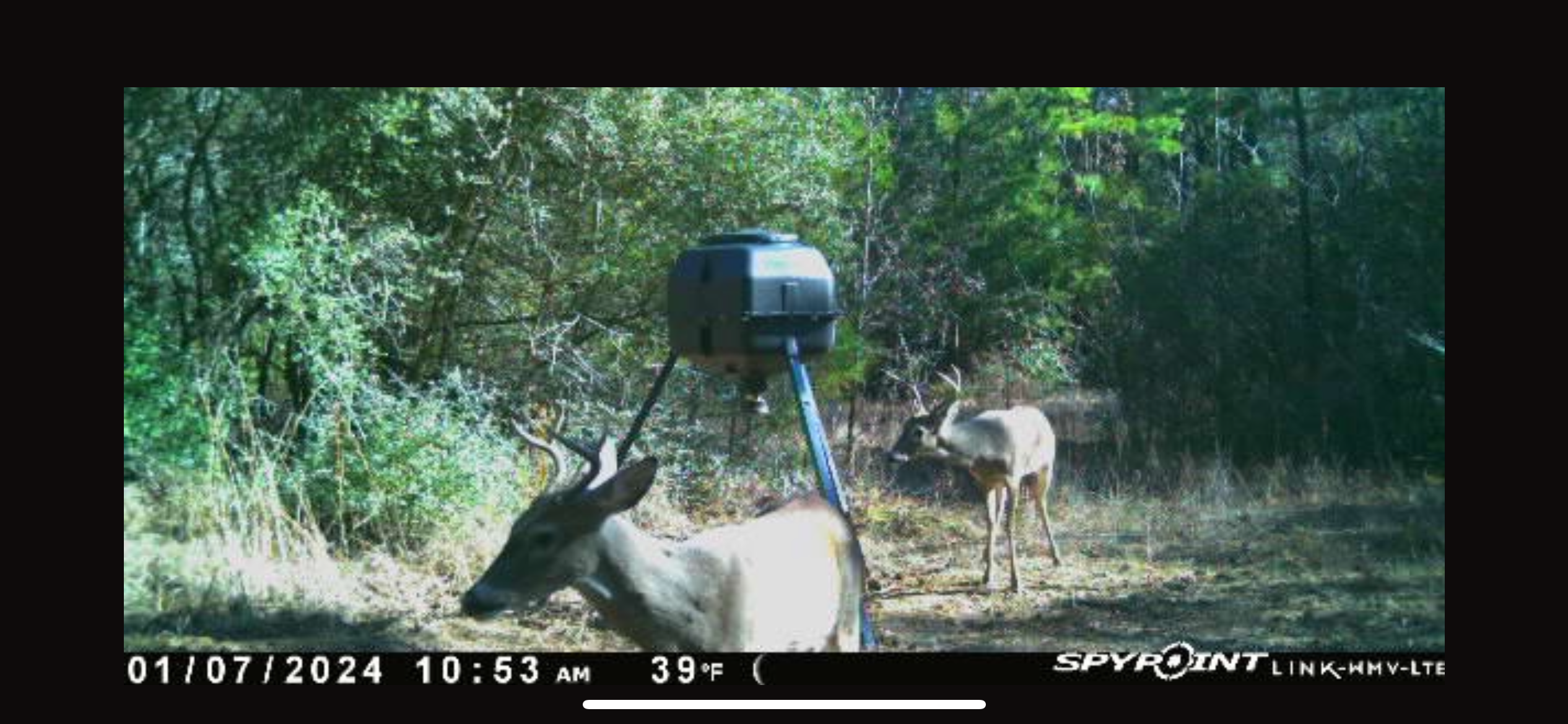 182+ Acres of Whitetail Paradise in Jefferson, TX