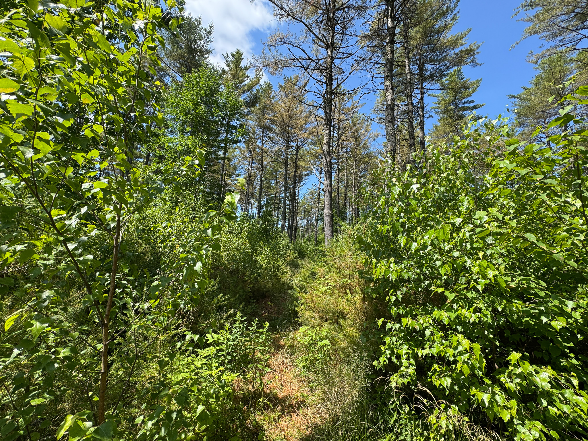 16.5 Acre Parcel with Stream Frontage