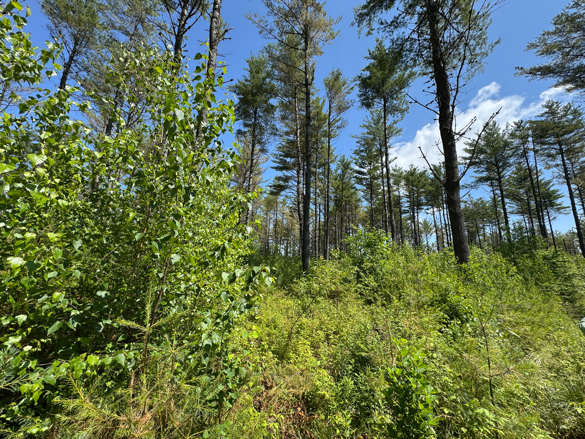 16.5 Acre Parcel with Stream Frontage