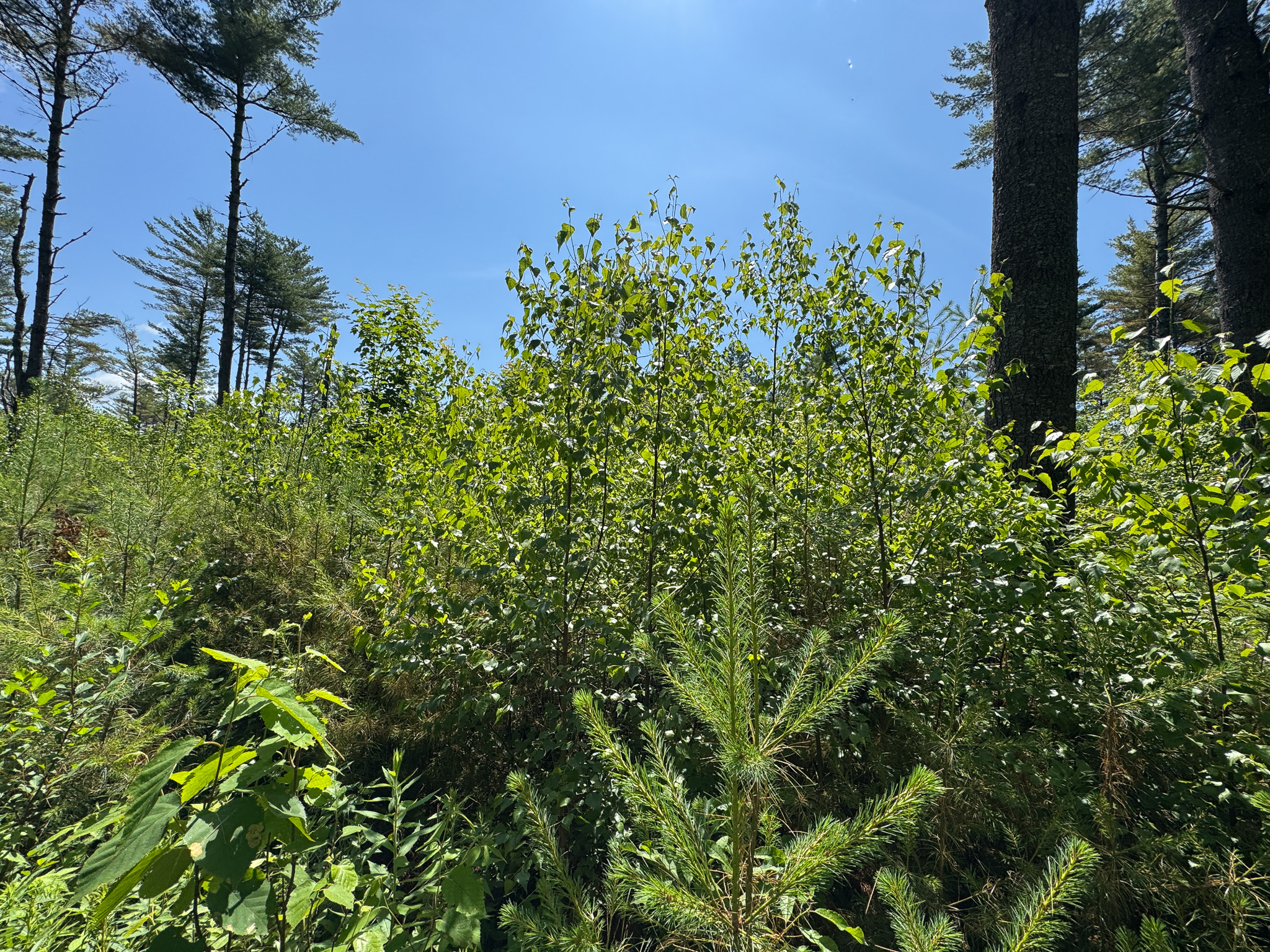 16.5 Acre Parcel with Stream Frontage