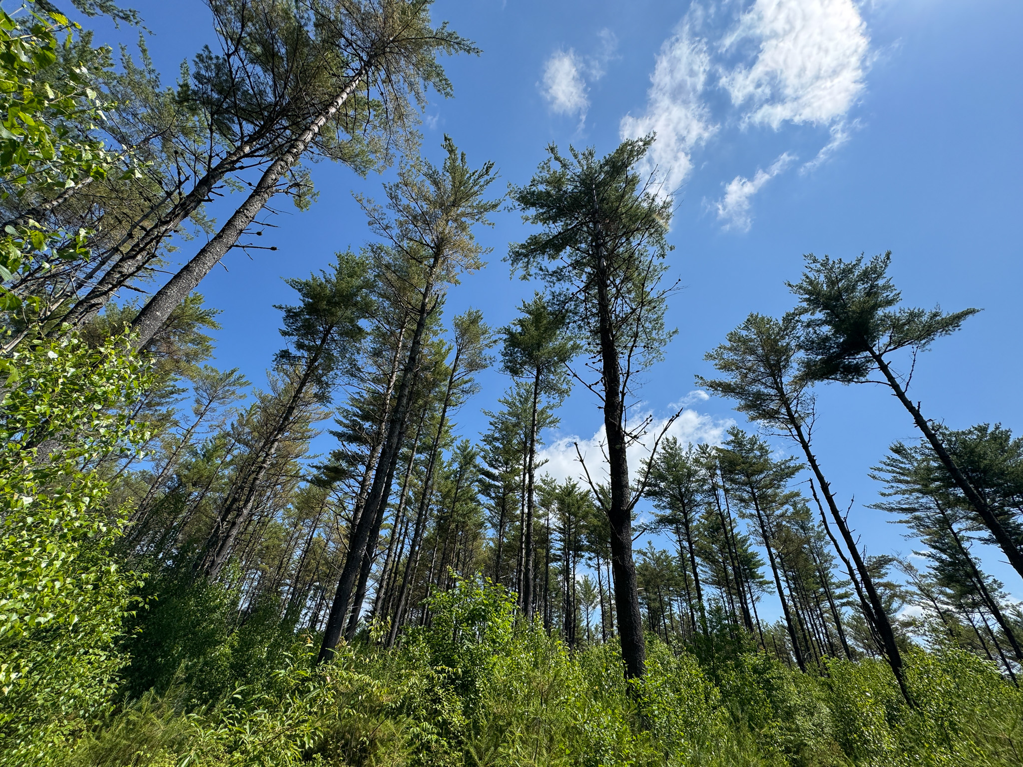 16.5 Acre Parcel with Stream Frontage