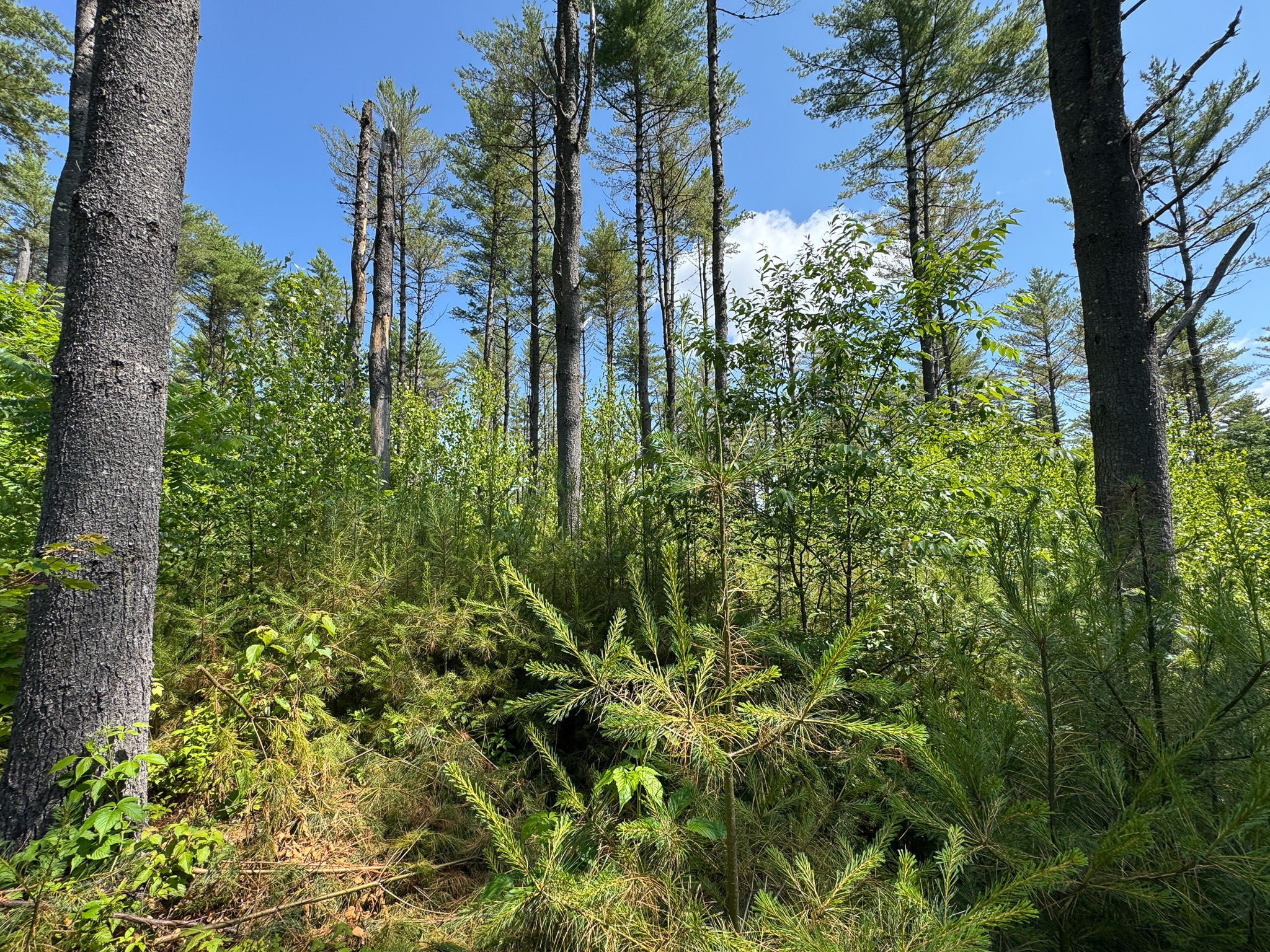 16.5 Acre Parcel with Stream Frontage