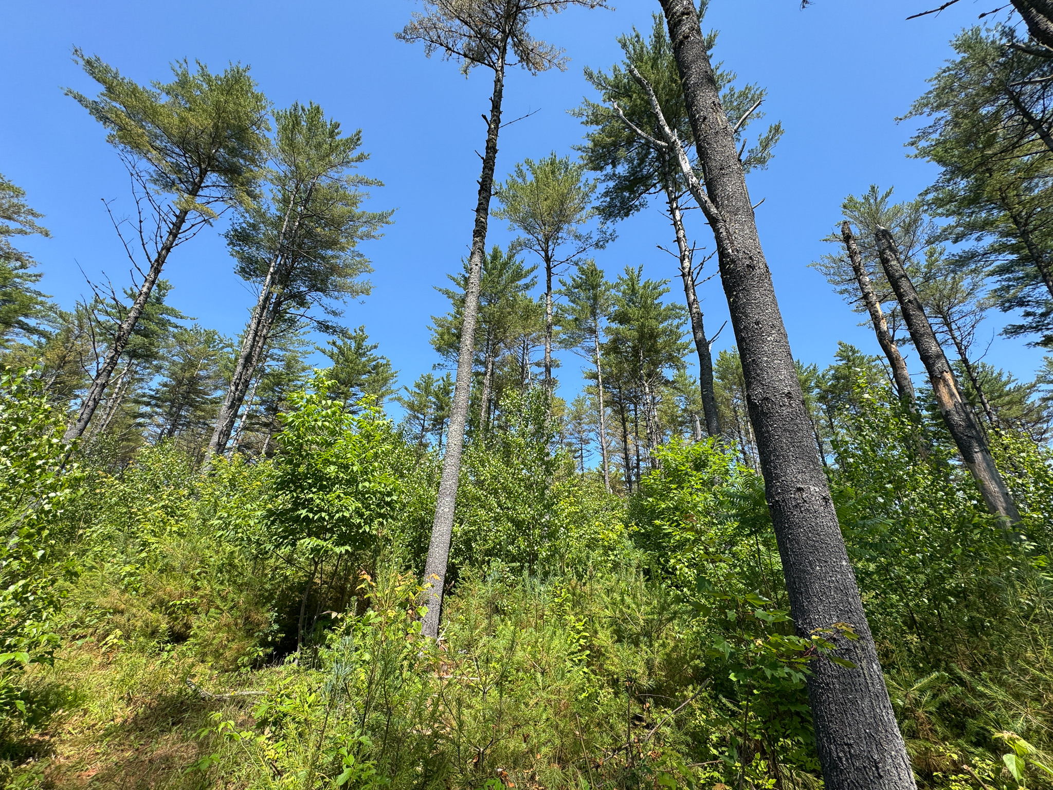 16.5 Acre Parcel with Stream Frontage