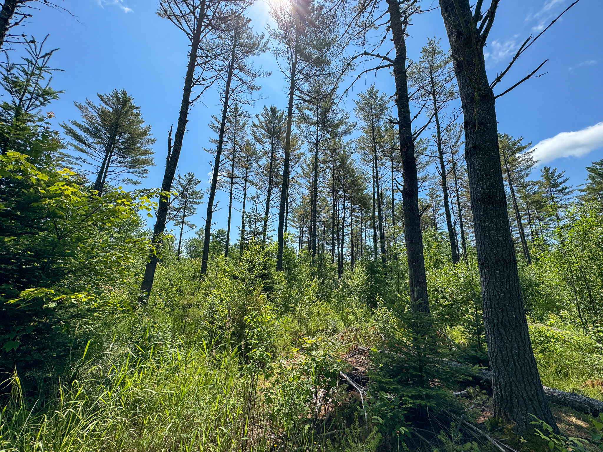 16.5 Acre Parcel with Stream Frontage