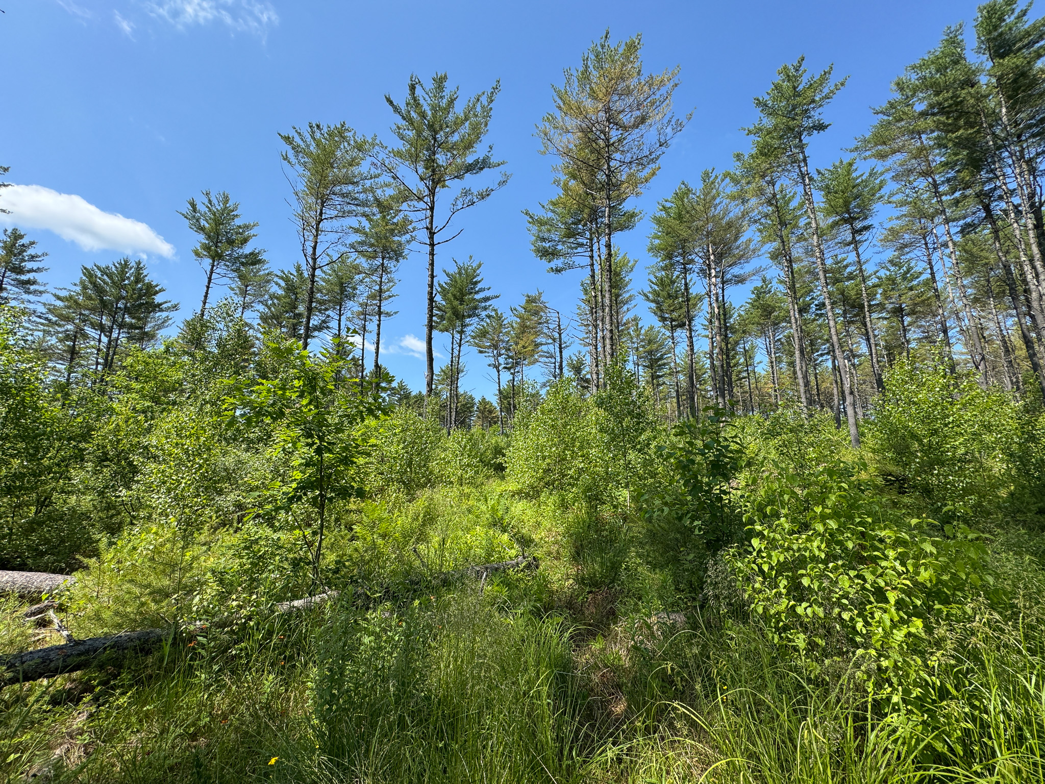 16.5 Acre Parcel with Stream Frontage
