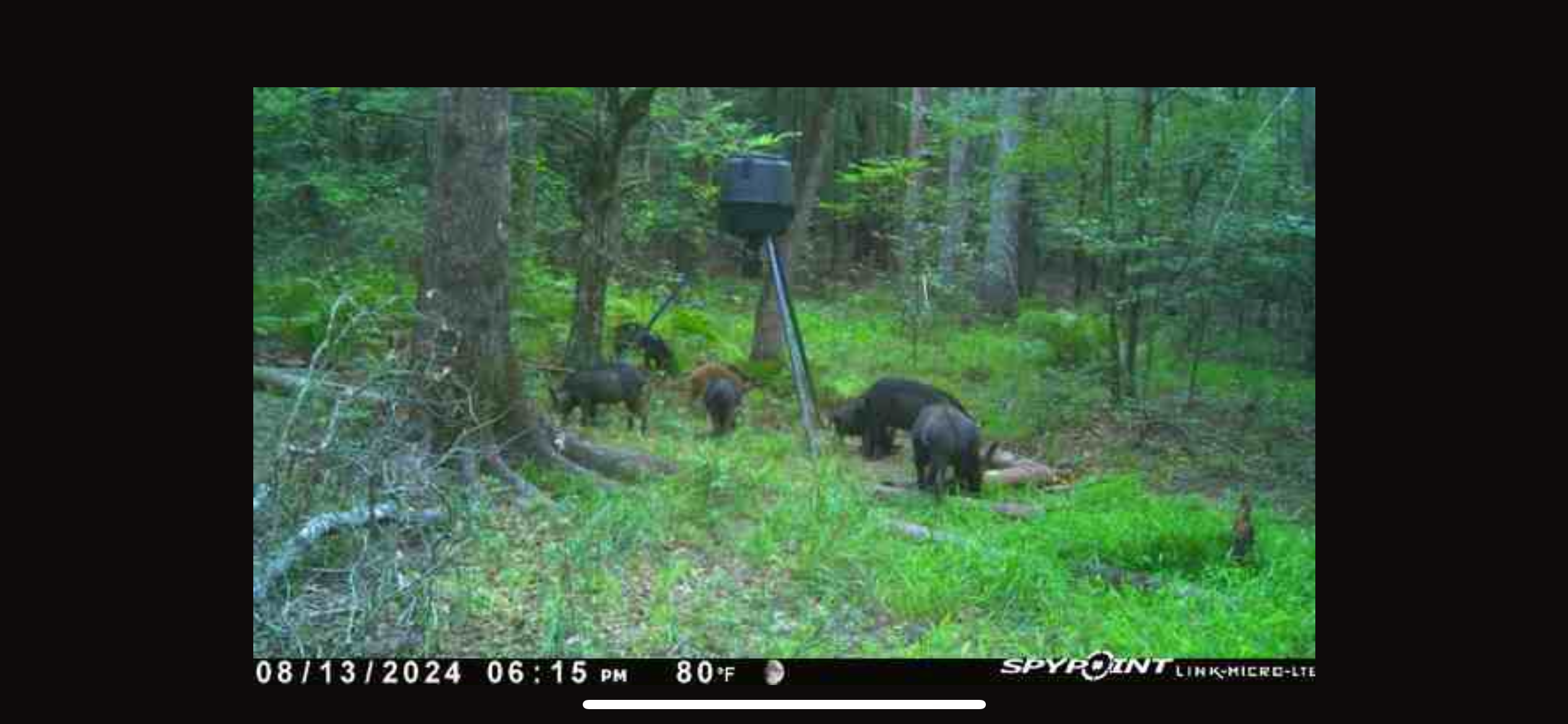 182+ Acres of Whitetail Paradise in Jefferson, TX