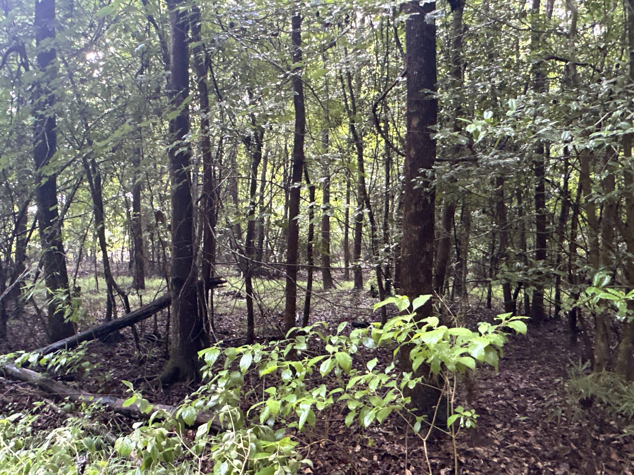 25 AC Timber & Hunting Tract Near Bath, NC – Secluded Gem