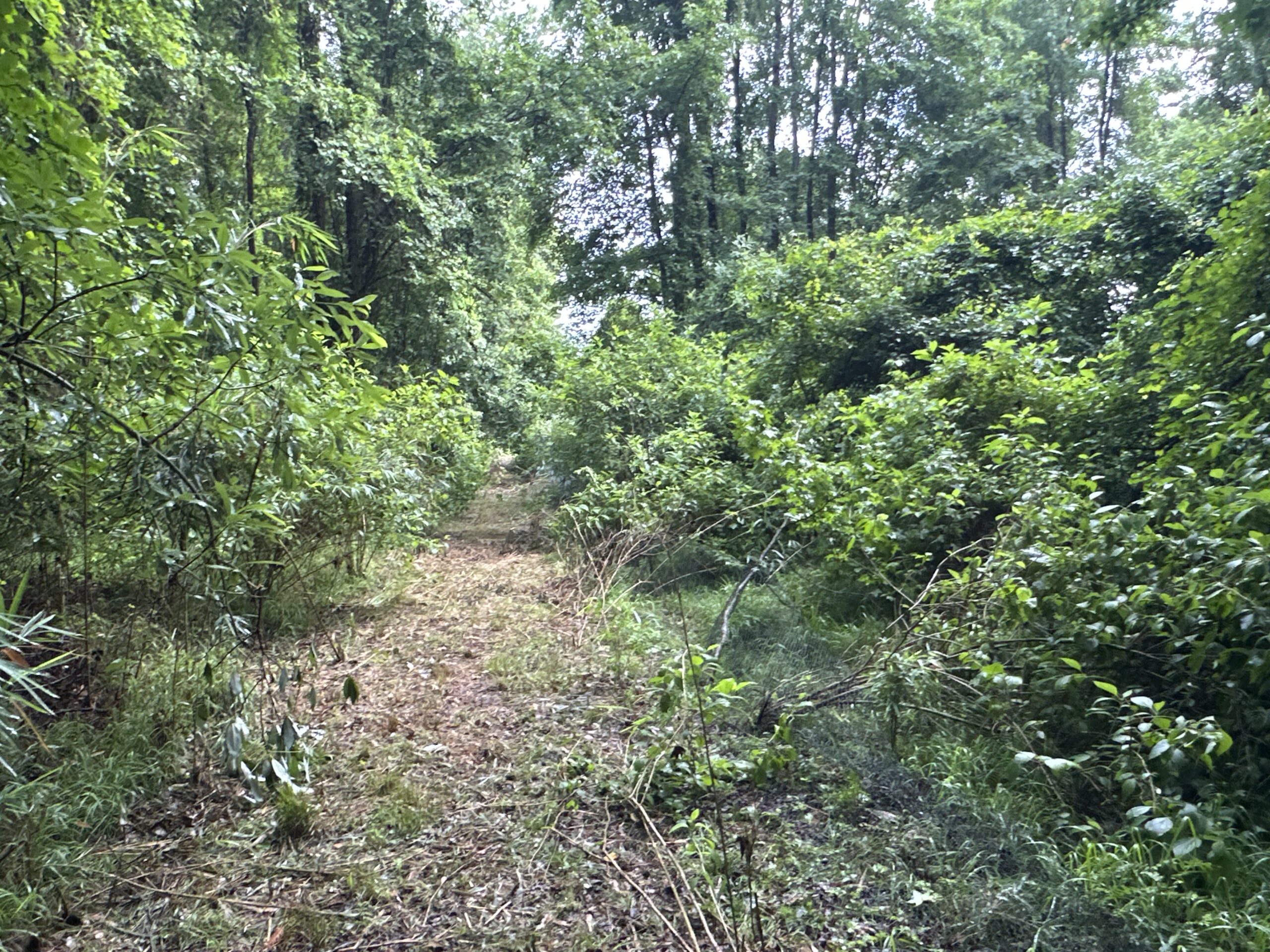 25 AC Timber & Hunting Tract Near Bath, NC – Secluded Gem