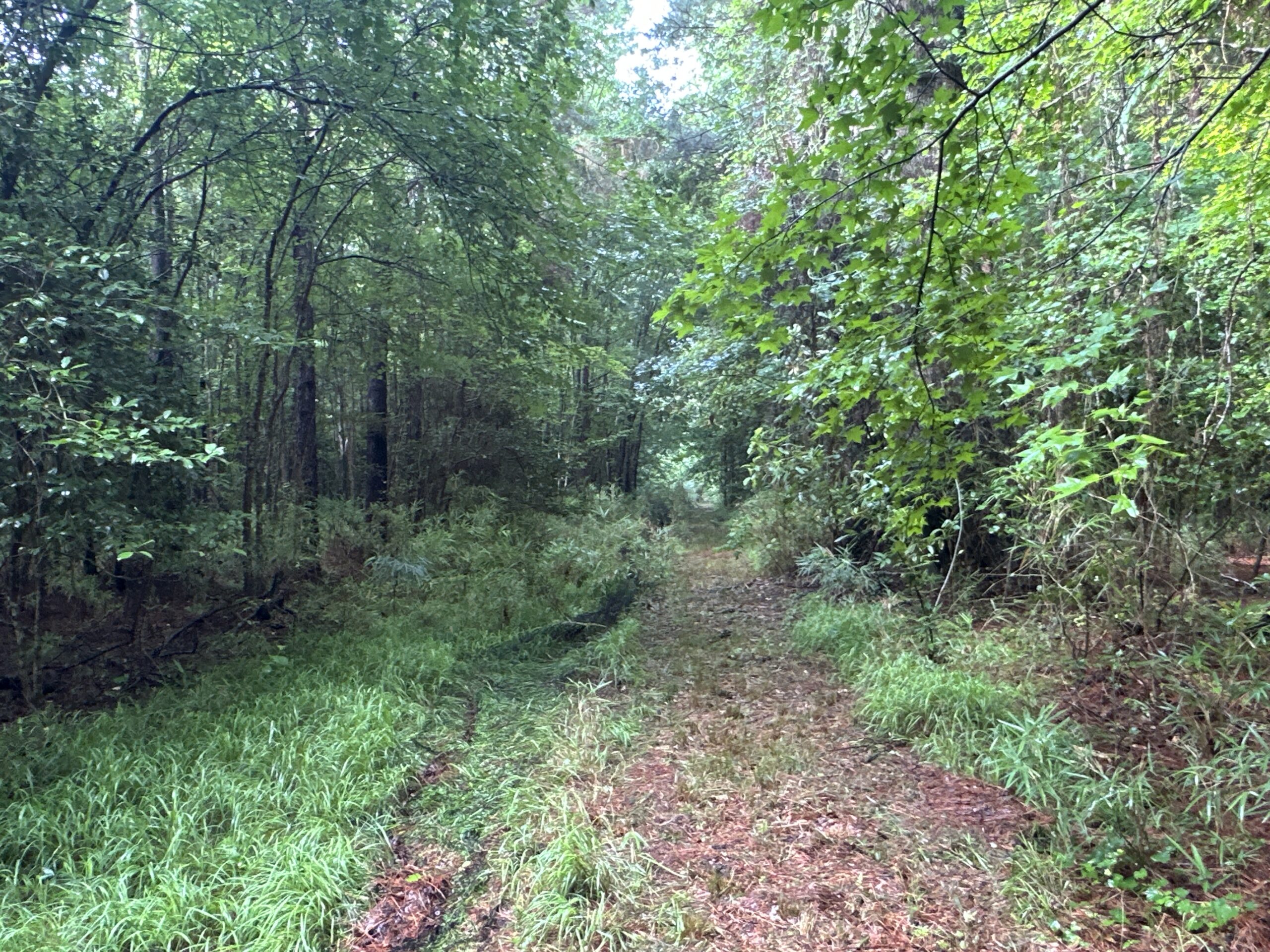 25 AC Timber & Hunting Tract Near Bath, NC – Secluded Gem