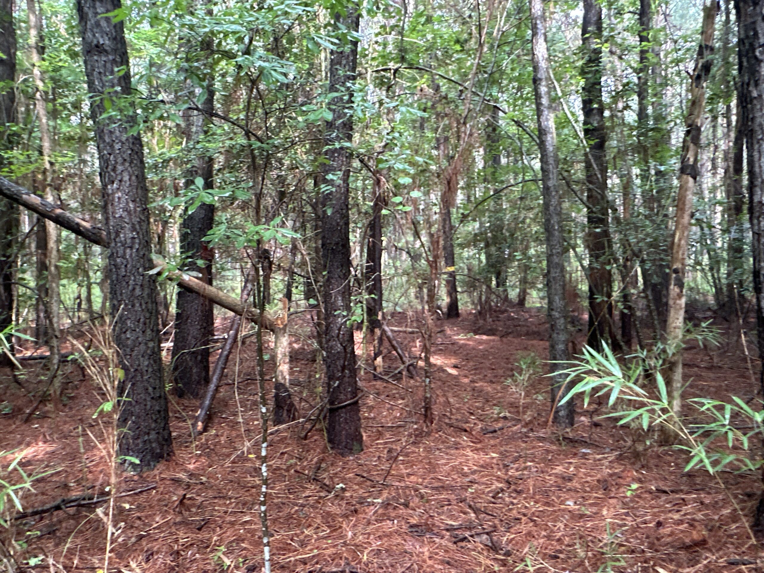 25 AC Timber & Hunting Tract Near Bath, NC – Secluded Gem