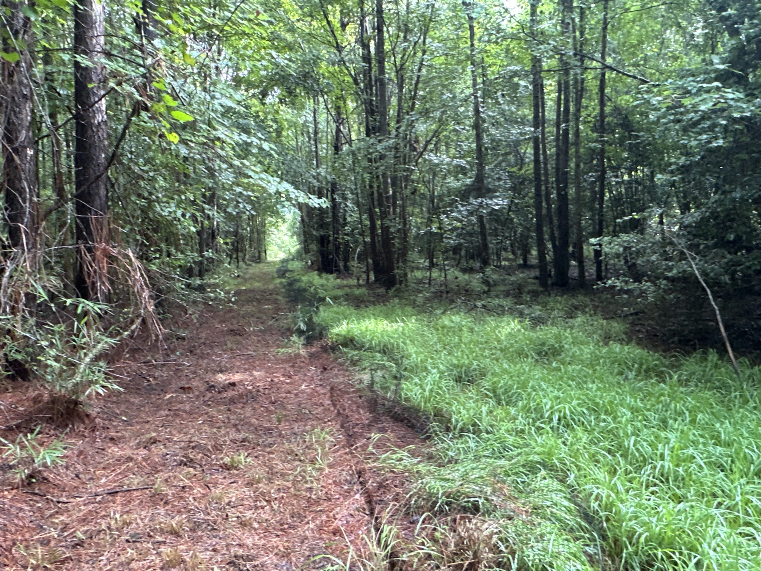 25 AC Timber & Hunting Tract Near Bath, NC – Secluded Gem